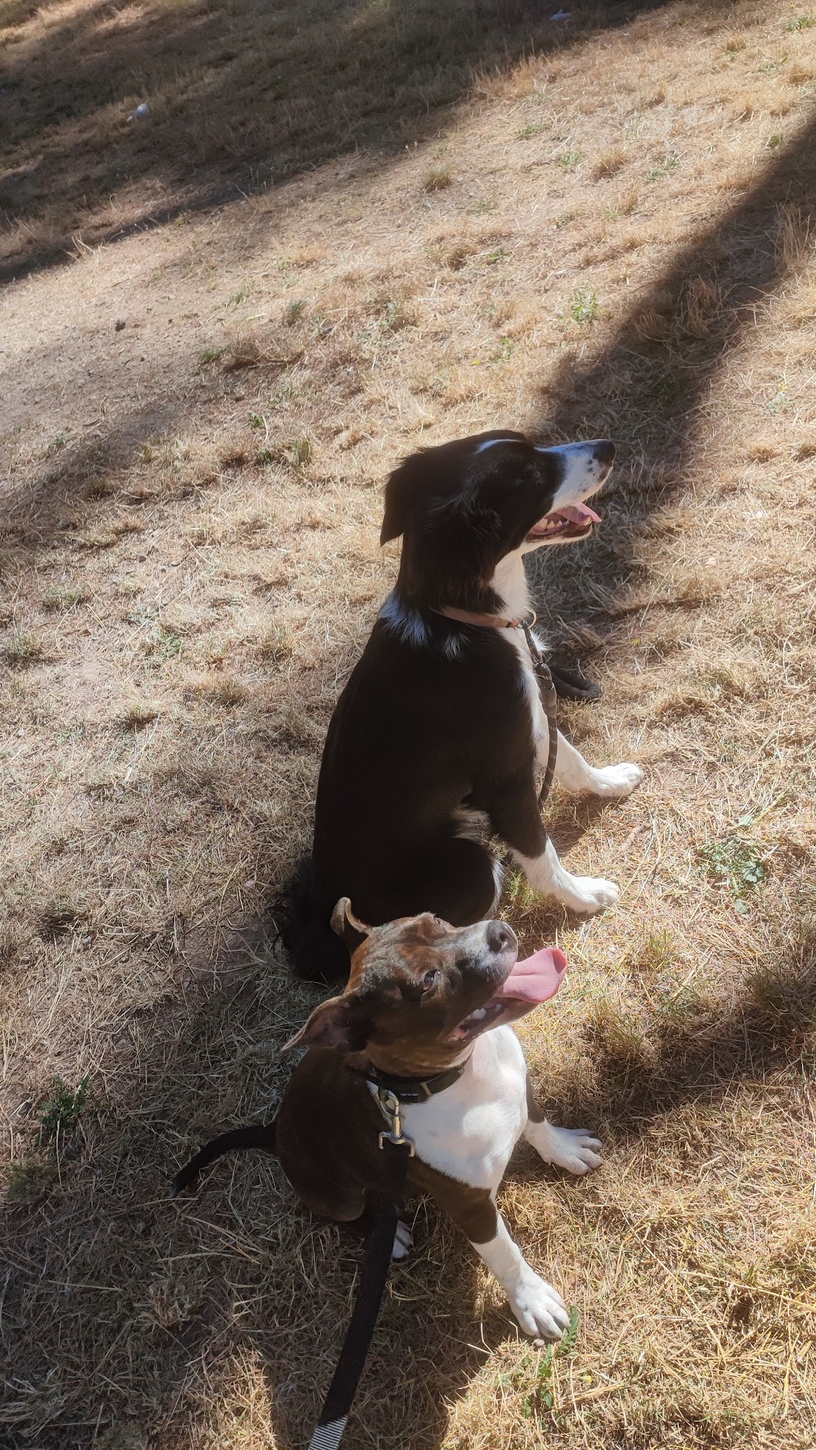 ACE Expertise Canine Lyon - Éducateur canin spécialisé / Comportementaliste - Pension familiale🐕