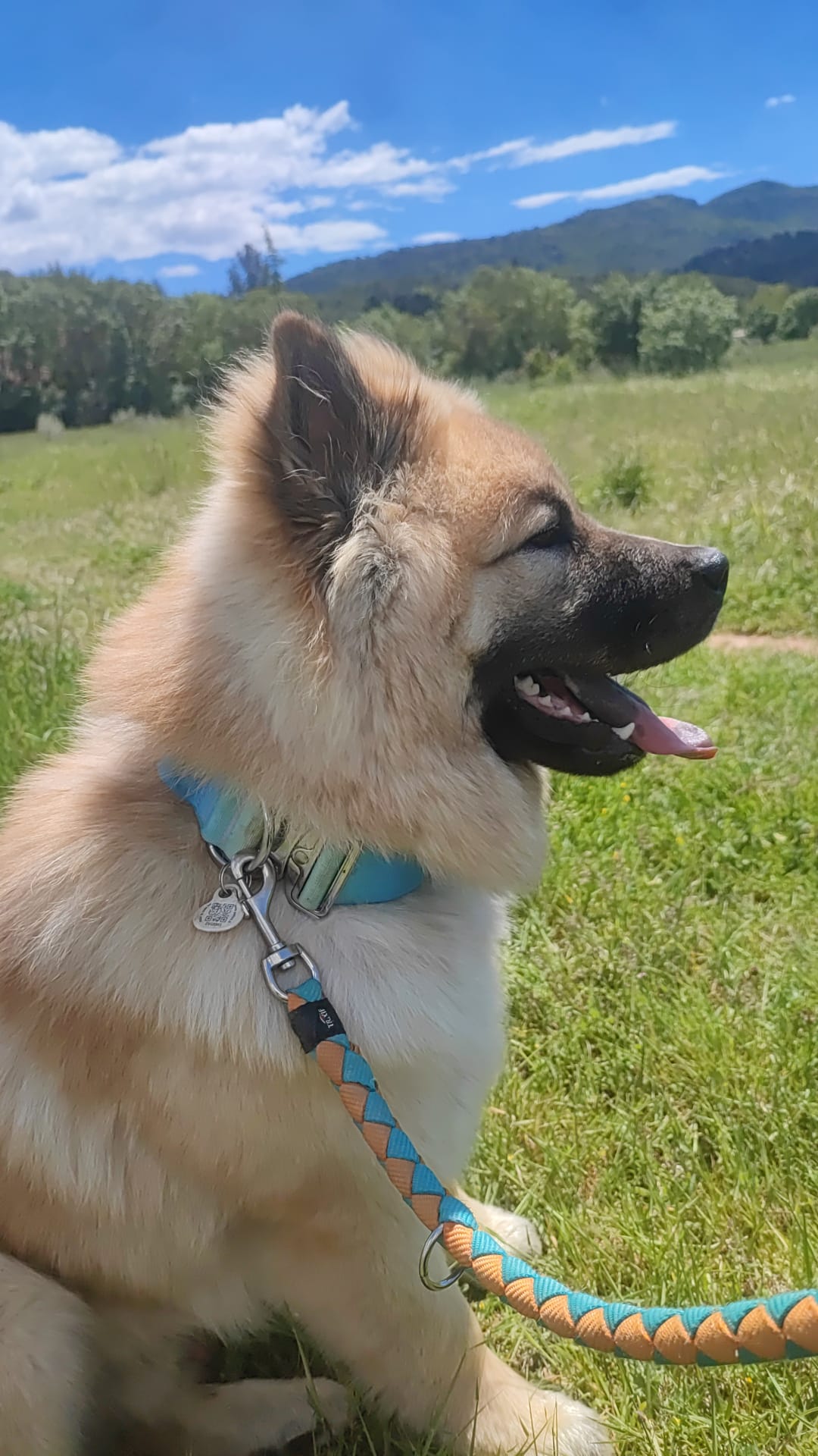 ACE Expertise Canine Lyon - Éducateur canin spécialisé / Comportementaliste - Pension familiale🐕 — photo