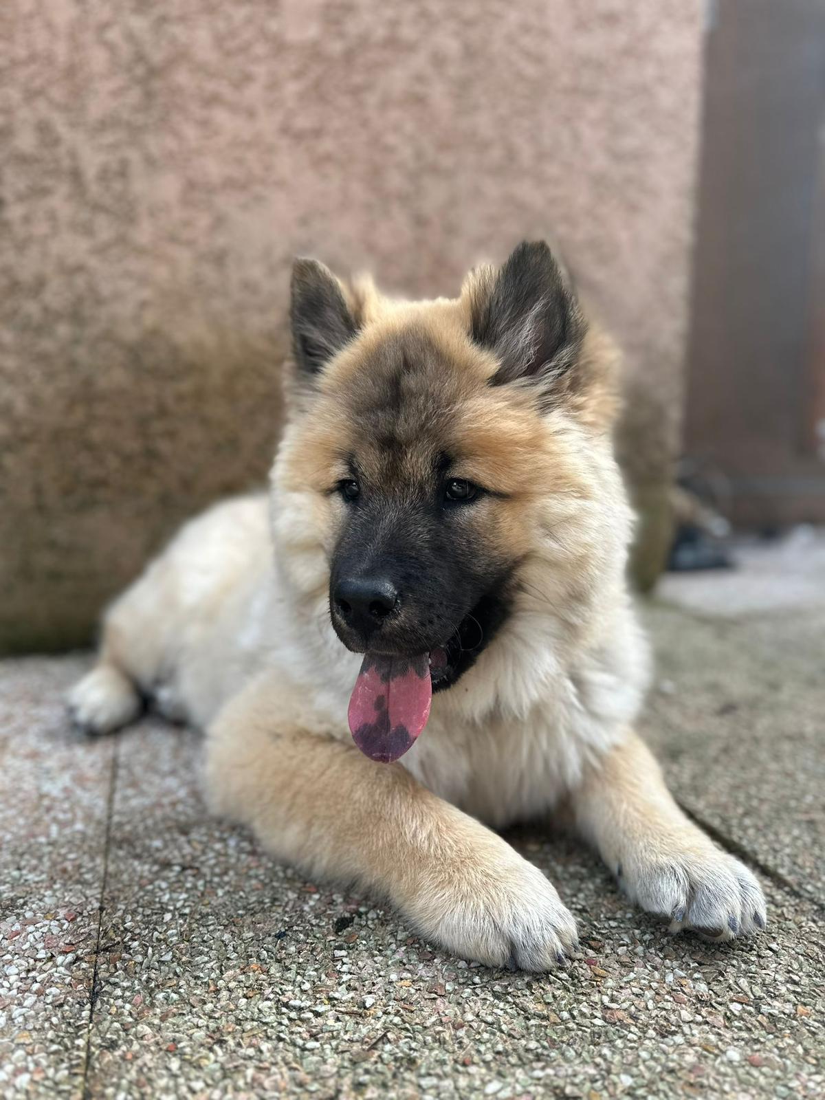ACE Expertise Canine Lyon - Éducateur canin spécialisé / Comportementaliste - Pension familiale🐕 — photo
