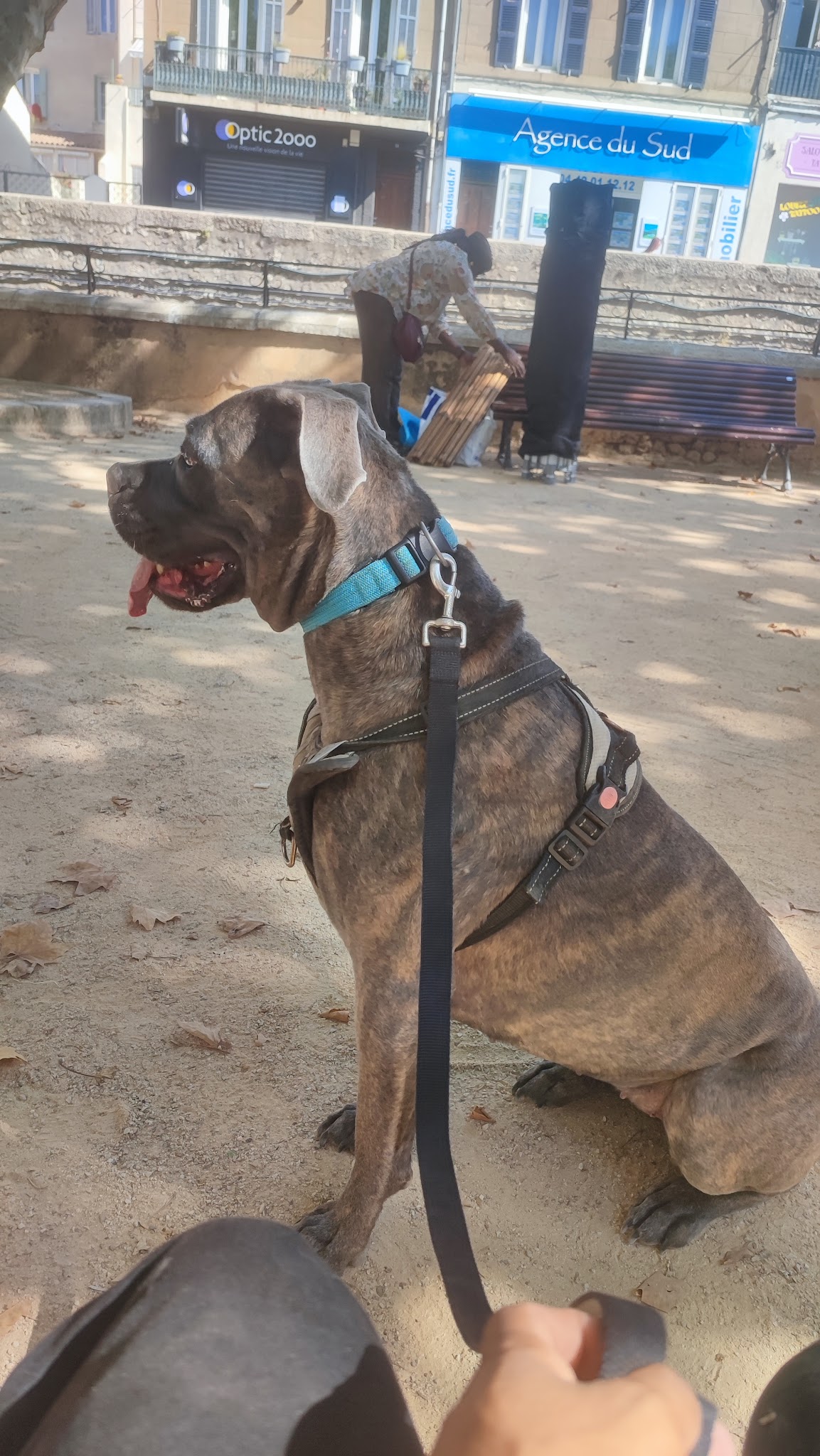 ACE Expertise Canine Lyon - Éducateur canin spécialisé / Comportementaliste - Pension familiale🐕 — photo