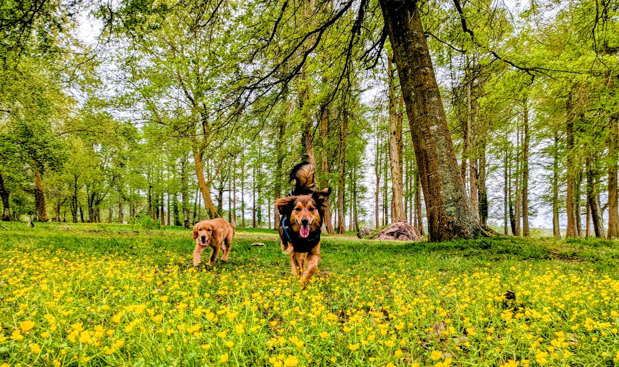 Papouilles et Fripouilles - Garde et promenades d'animaux de compagnie — photo