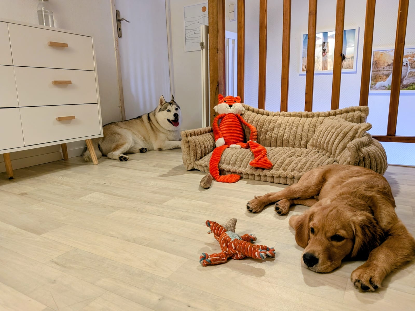 Papouilles et Fripouilles - Garde et promenades d'animaux de compagnie — photo