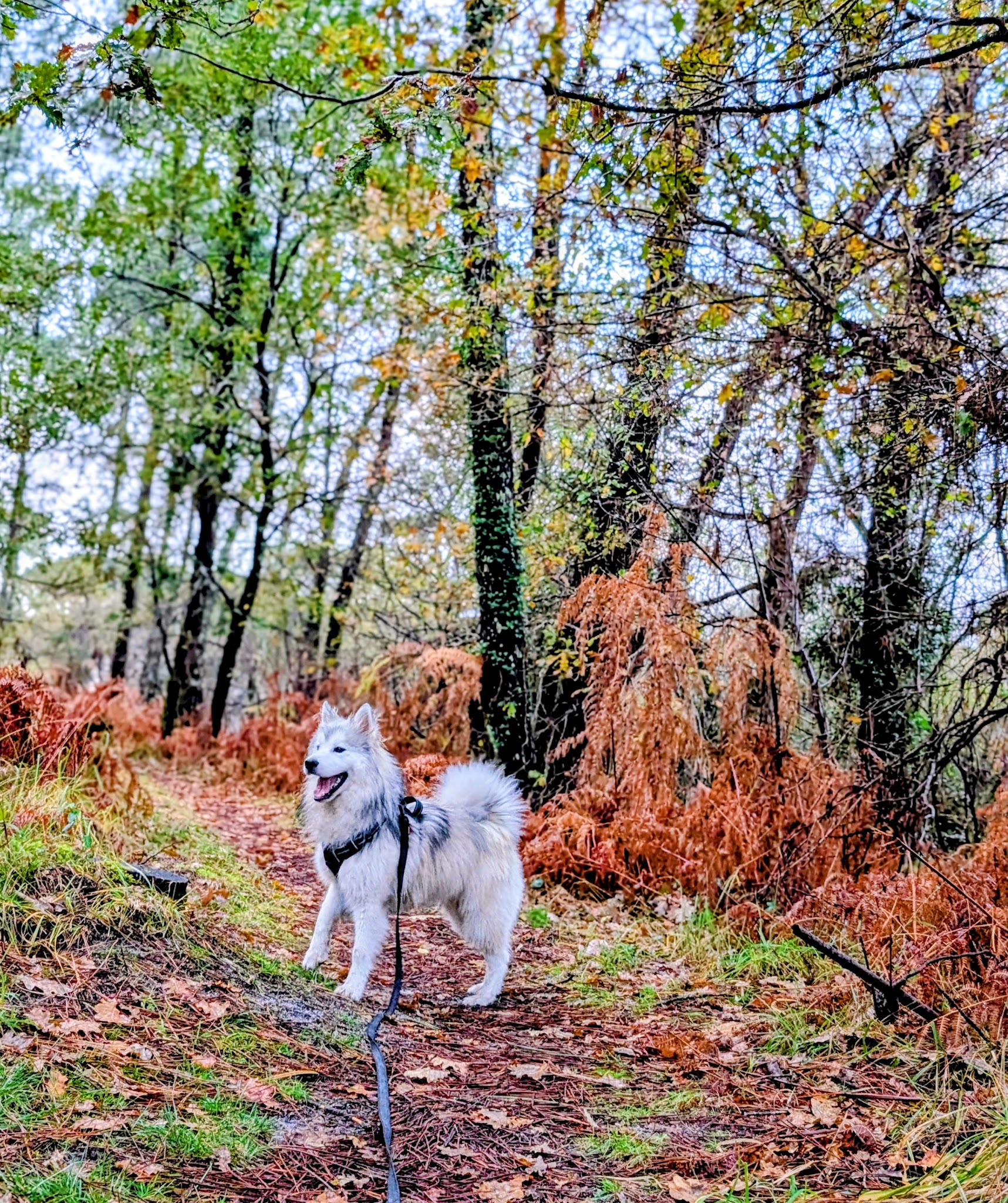 Papouilles et Fripouilles - Garde et promenades d'animaux de compagnie — photo