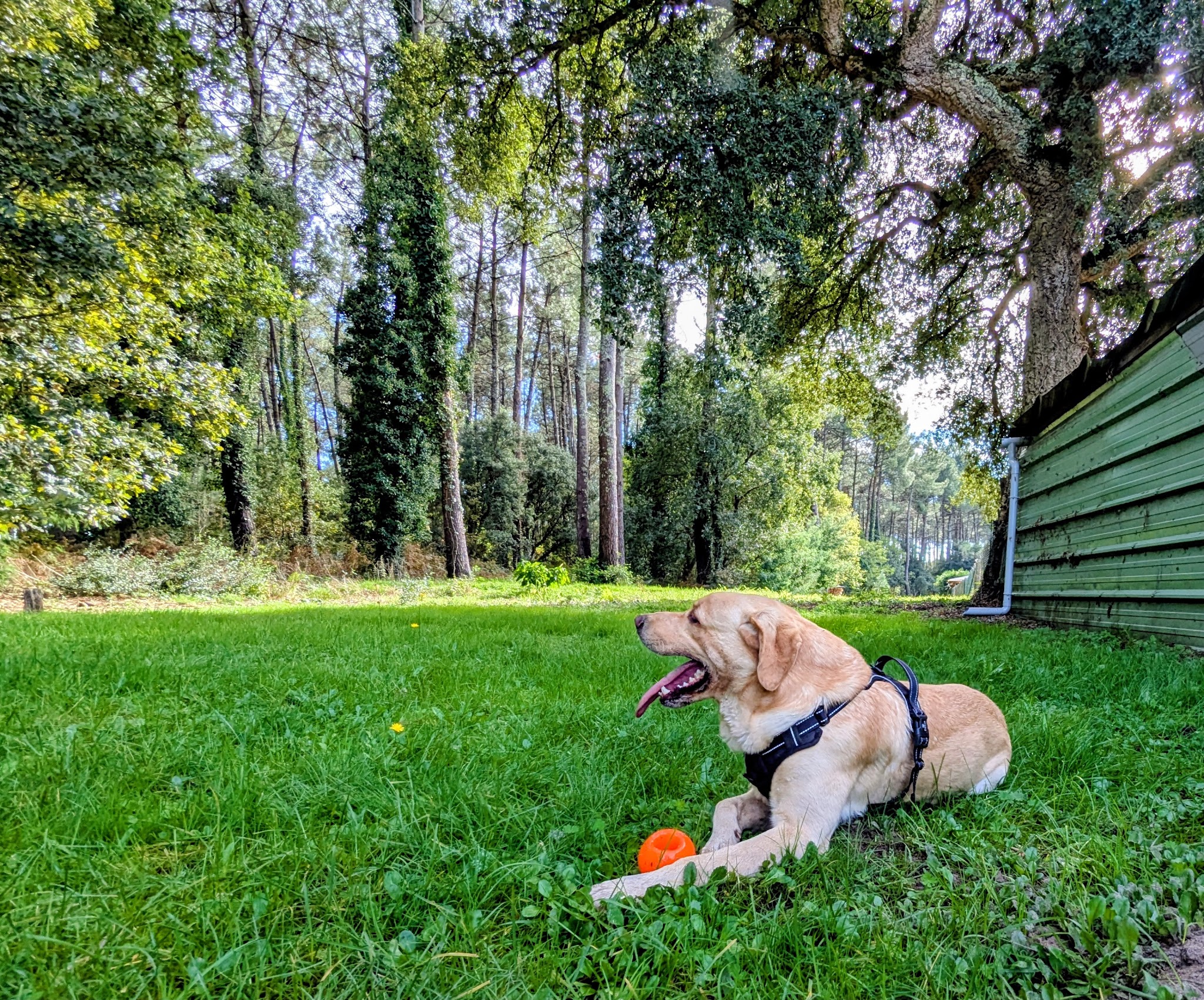 Papouilles et Fripouilles - Garde et promenades d'animaux de compagnie — photo