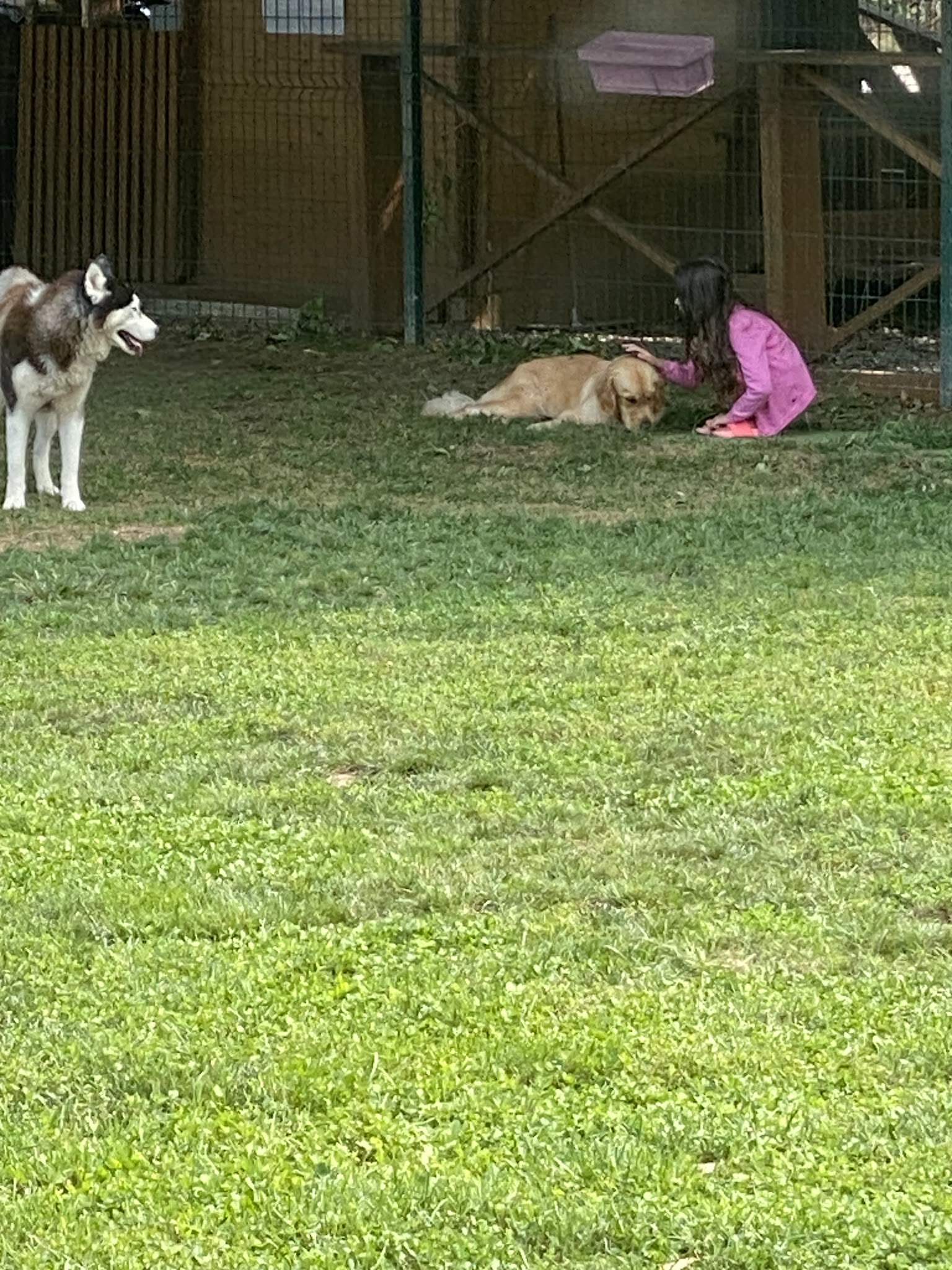 Dogland — photo