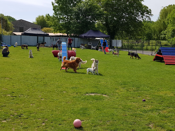 Plaisir canin Education canine