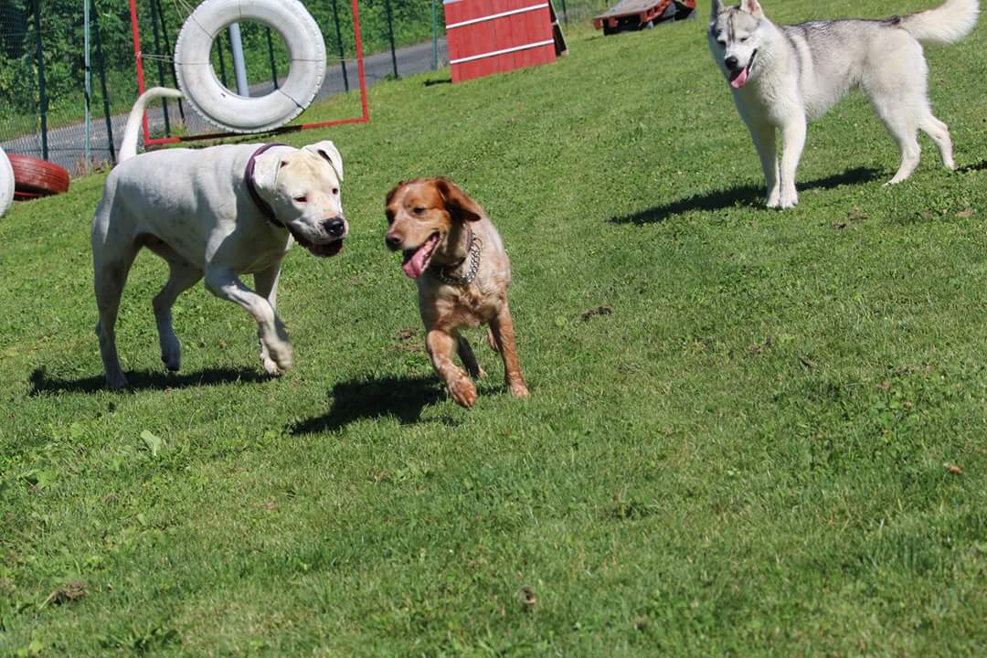 Plaisir canin Education canine — photo