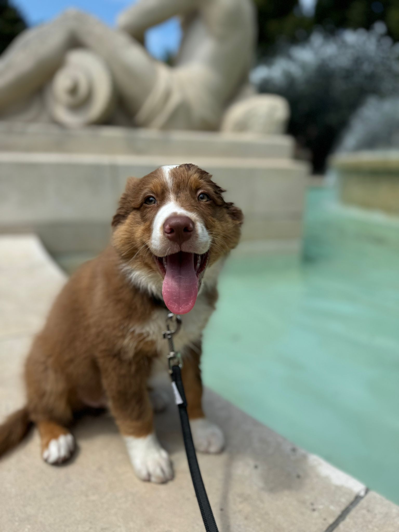 EMP TRAINED DOG — photo
