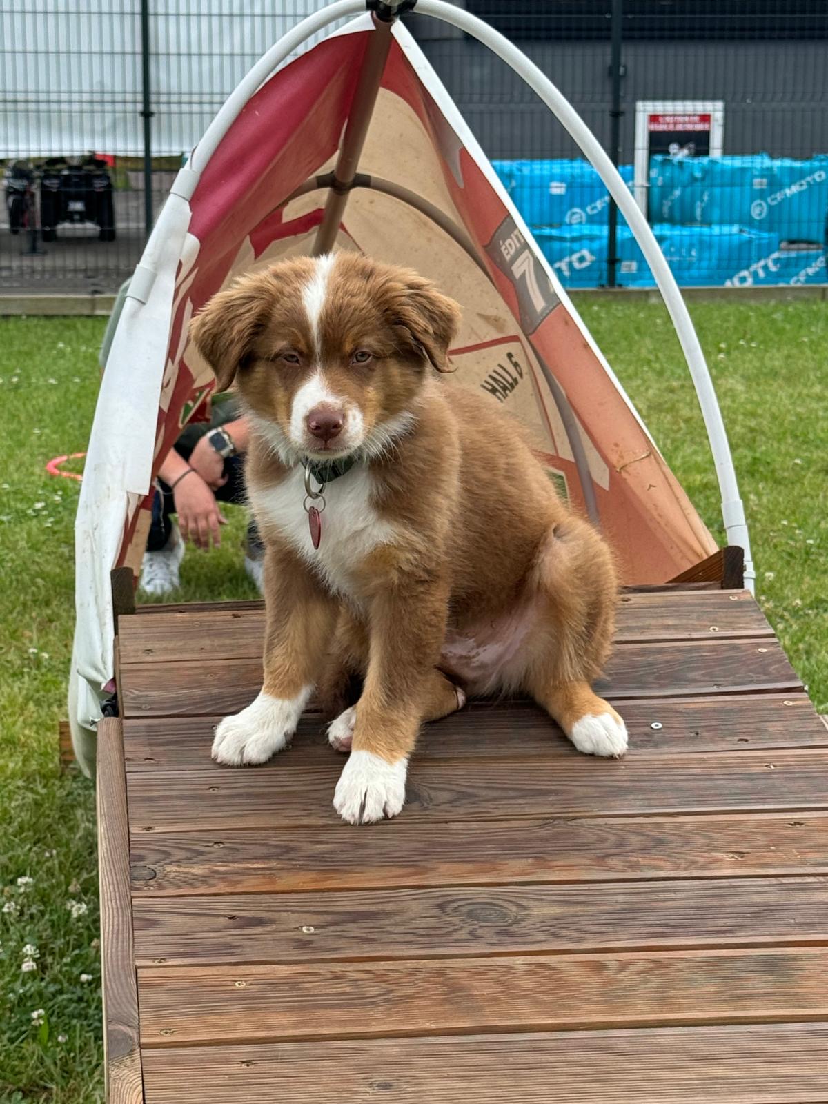 EMP TRAINED DOG — photo
