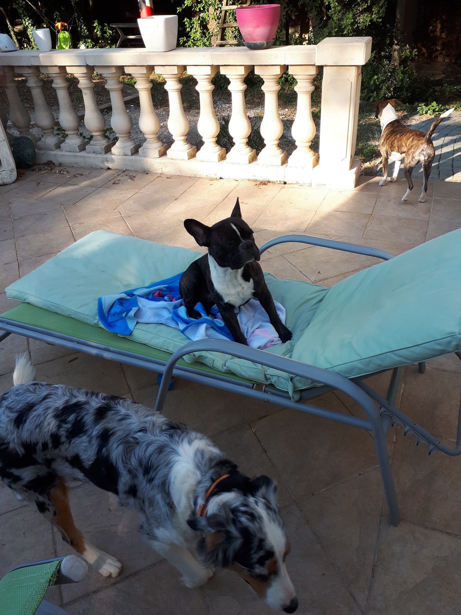 virginie family pets — photo