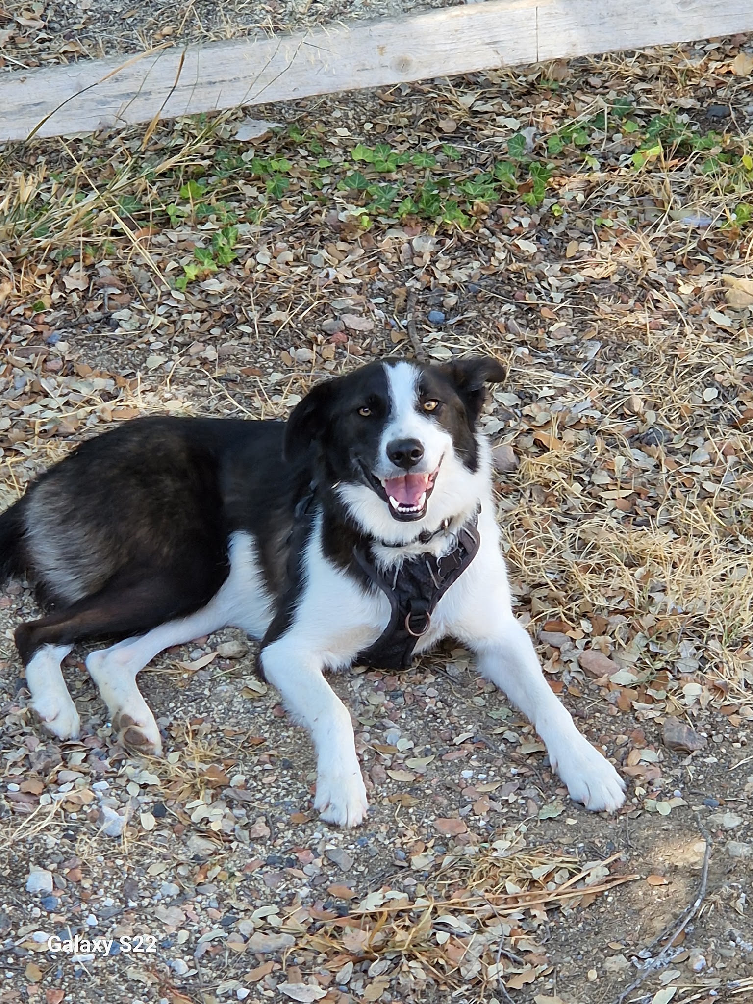 virginie family pets — photo