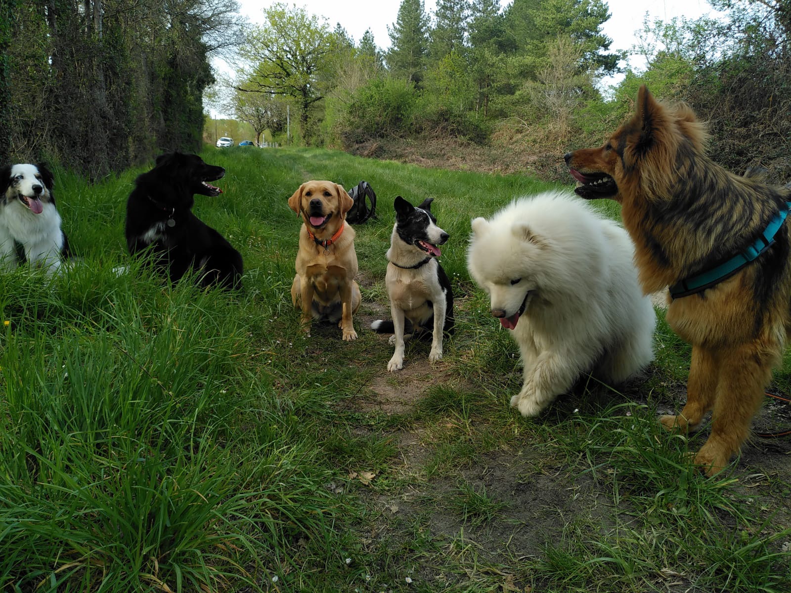 Entente Canine — photo