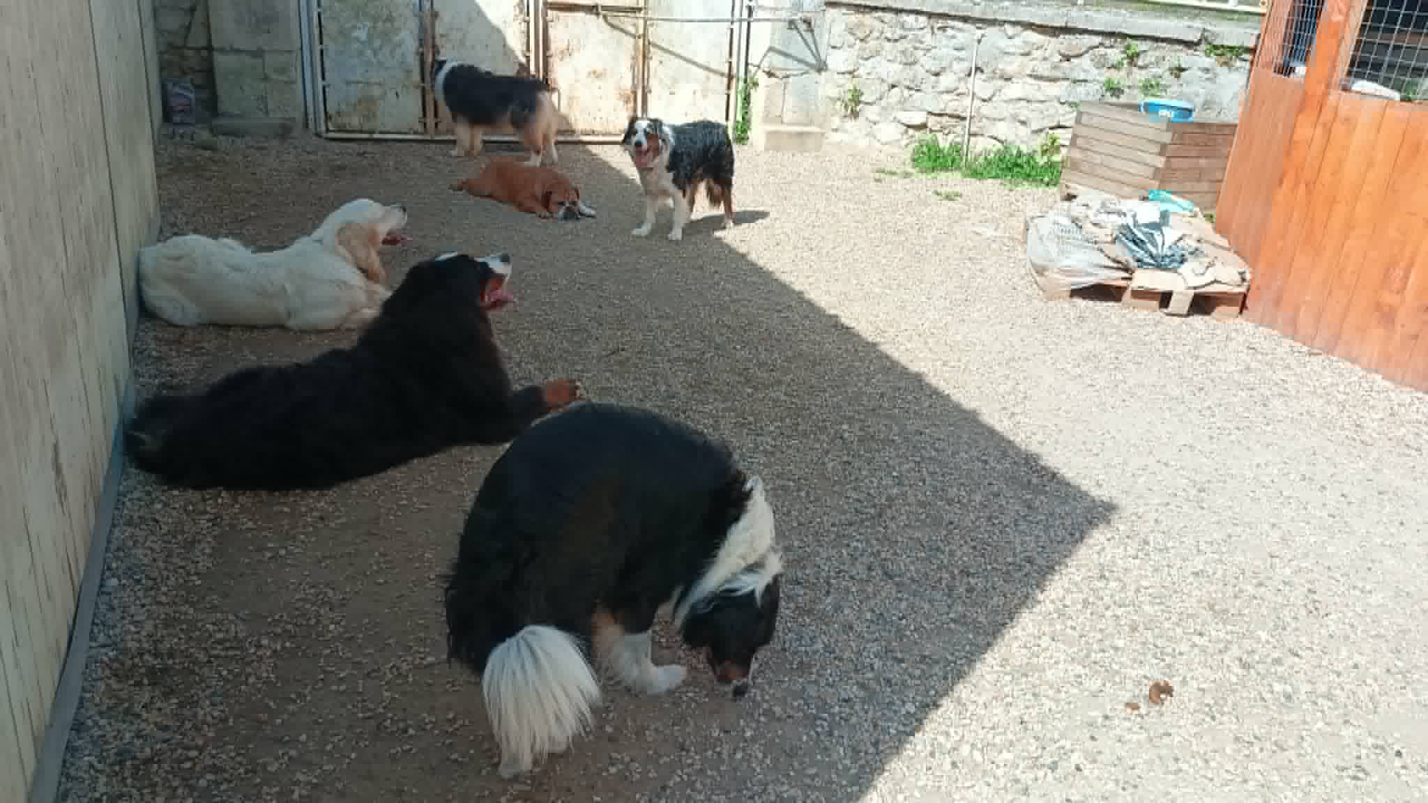 SAS La Ferme Aux animaux — photo