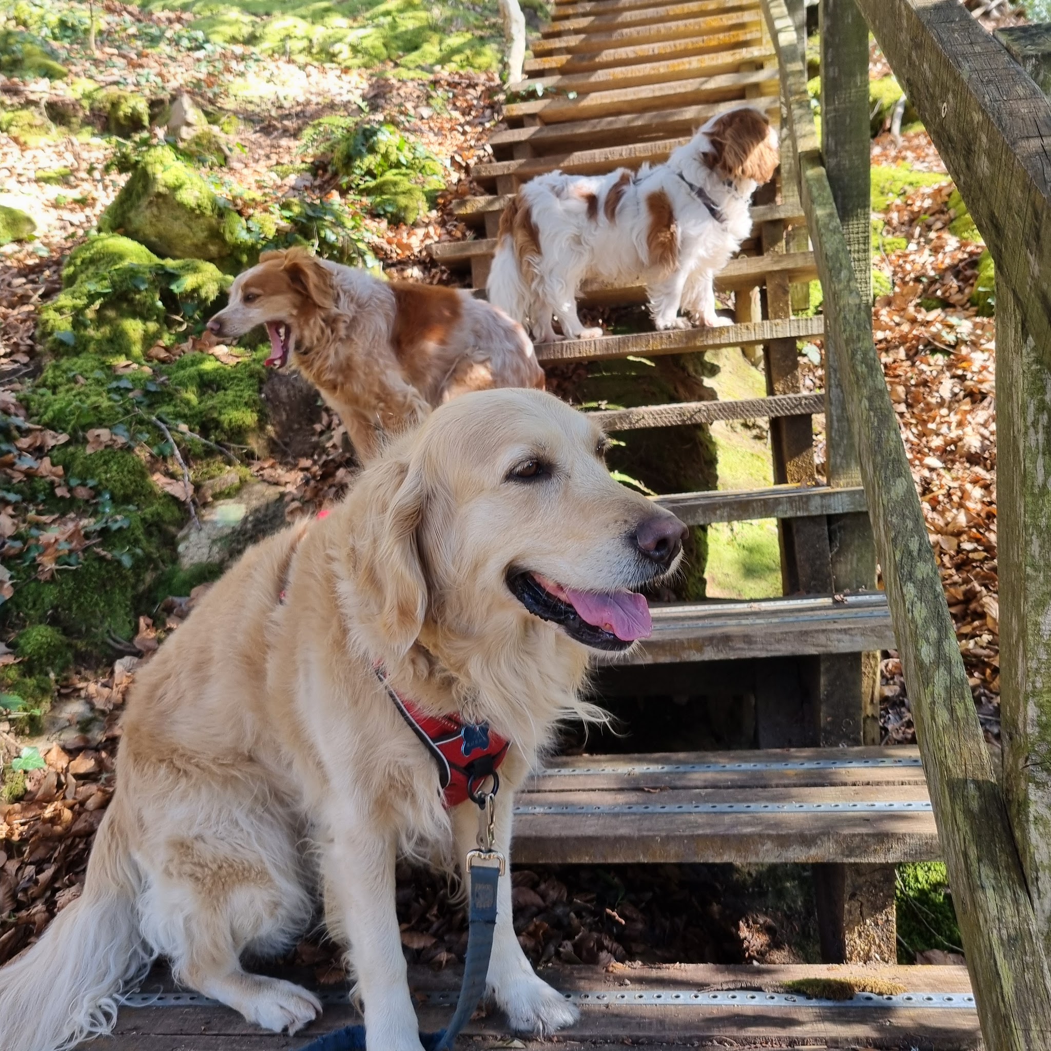 Garde et transport d'animaux (chats & chiens), promenade canine - Anima'Love Services