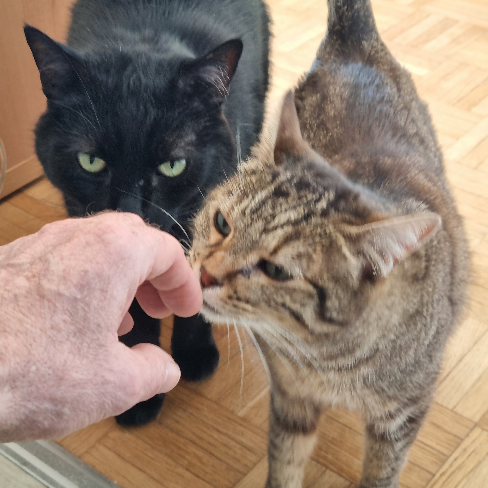 Garde et transport d'animaux (chats & chiens), promenade canine - Anima'Love Services — photo