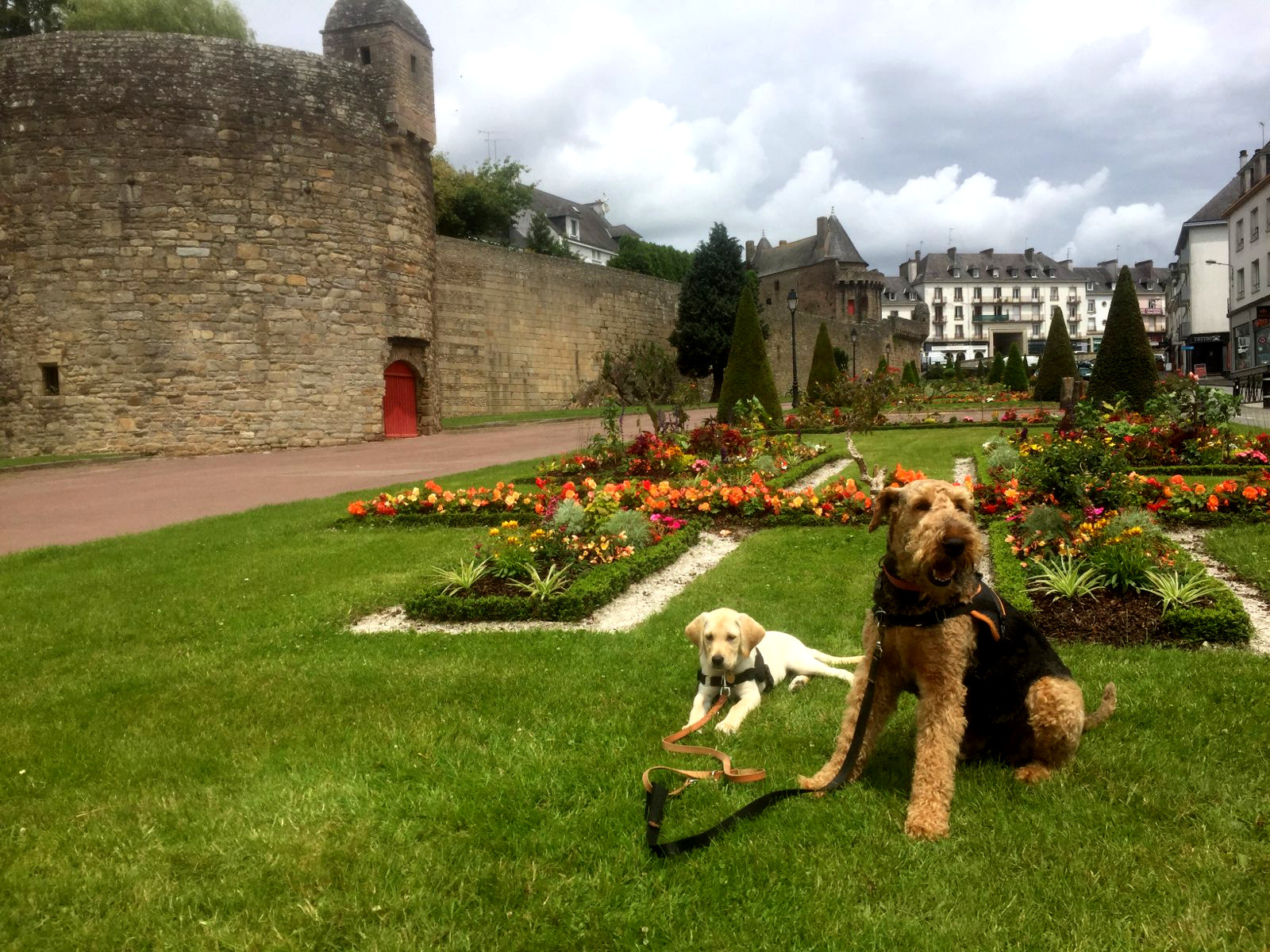 Garde et transport d'animaux (chats & chiens), promenade canine - Anima'Love Services — photo