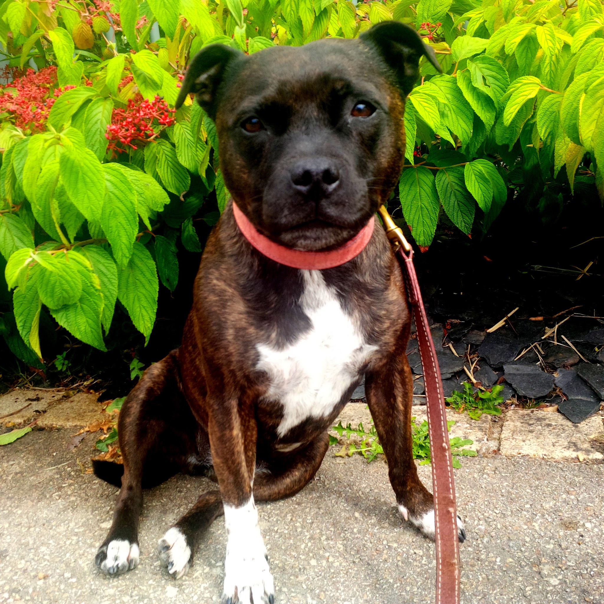 Garde et transport d'animaux (chats & chiens), promenade canine - Anima'Love Services — photo