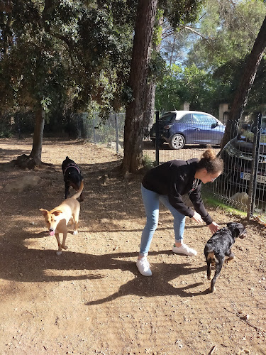 Centre Canin Azur : Éducation canine Alpes-Maritimes 06
