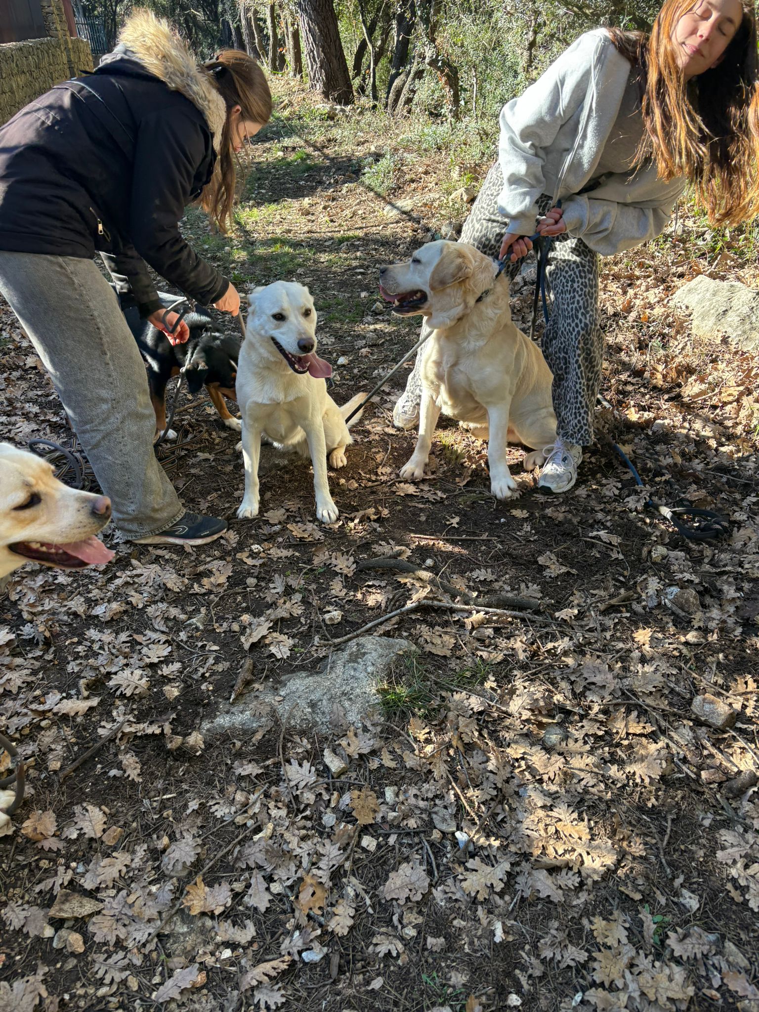 Centre Canin Azur : Éducation canine Alpes-Maritimes 06 — photo