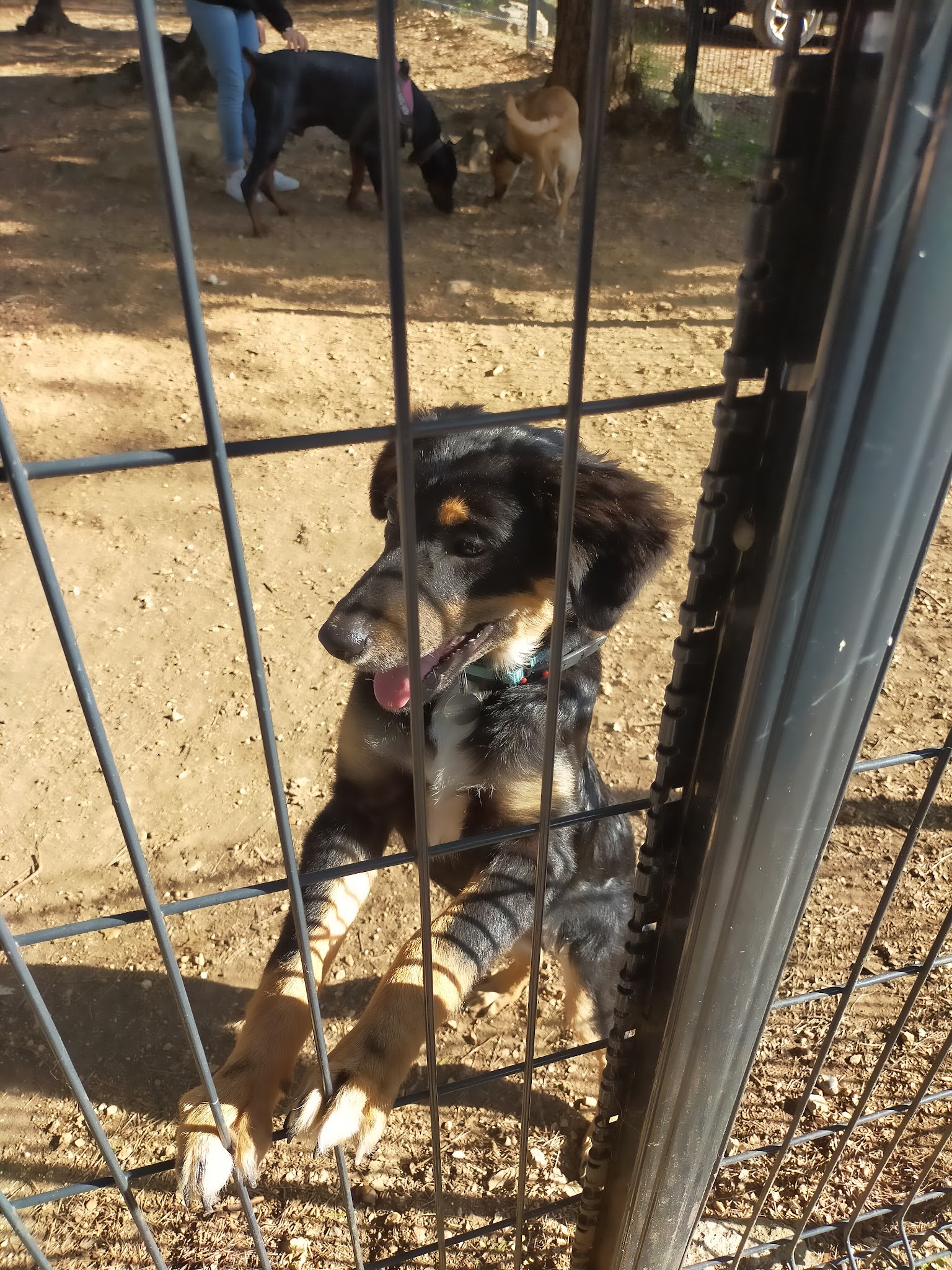 Centre Canin Azur : Éducation canine Alpes-Maritimes 06 — photo