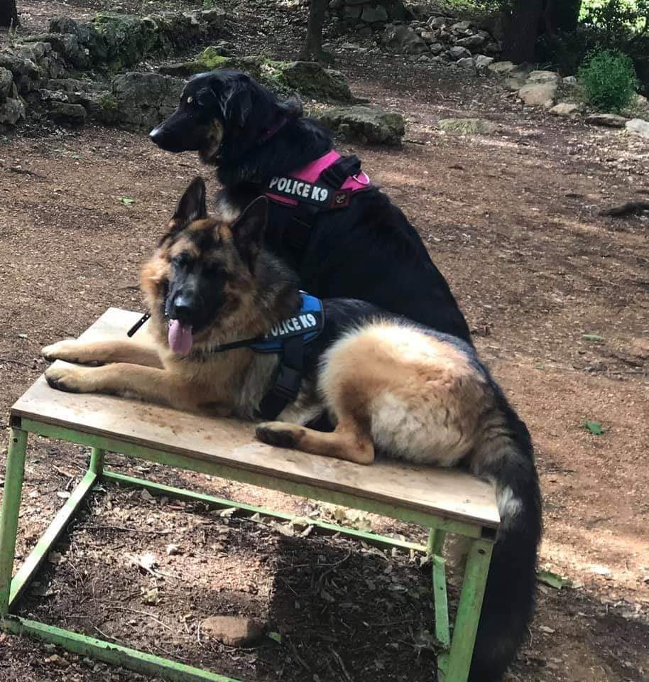 Centre Canin Azur : Éducation canine Alpes-Maritimes 06 — photo