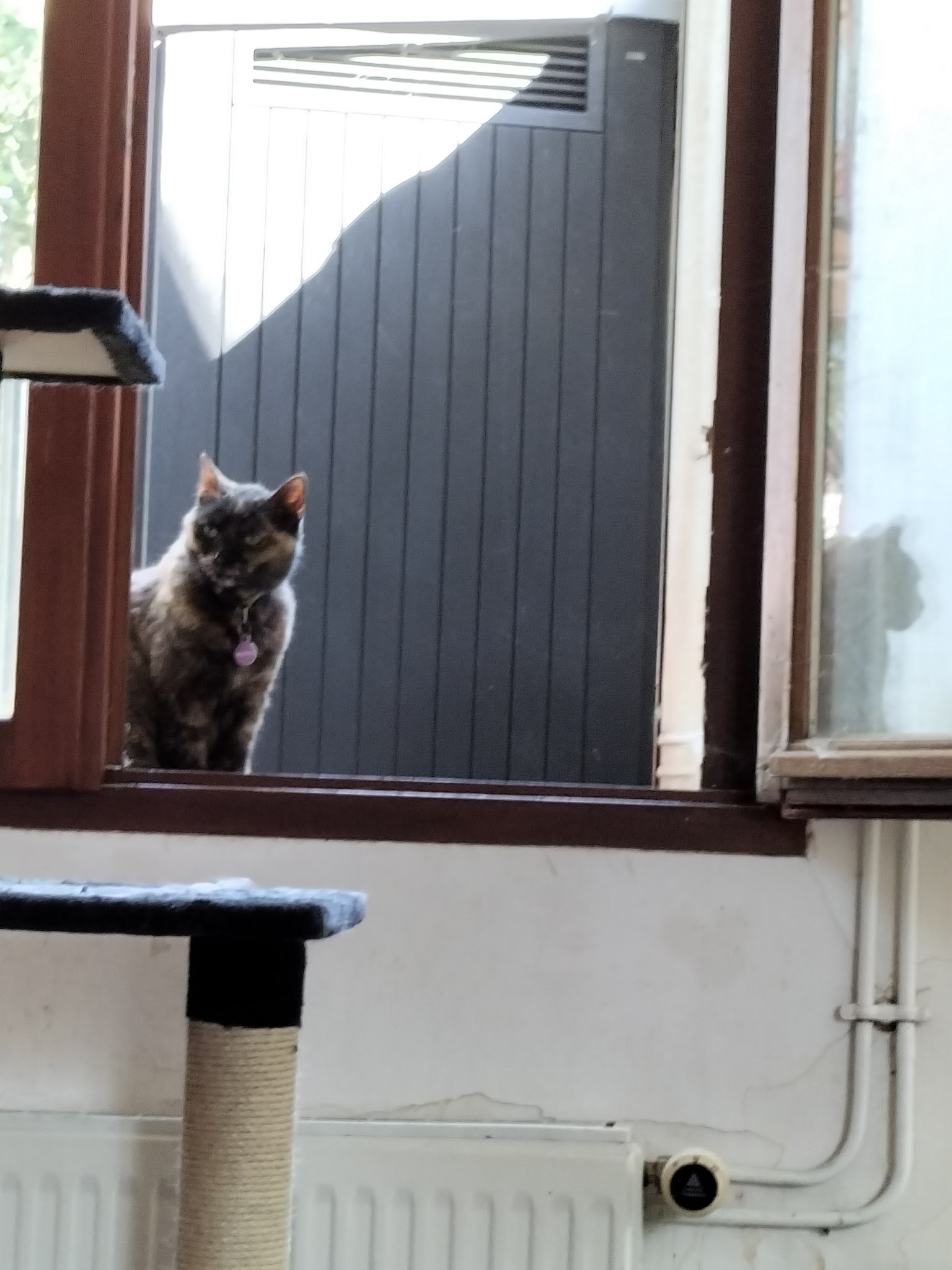 ROAD TRIP PET — photo