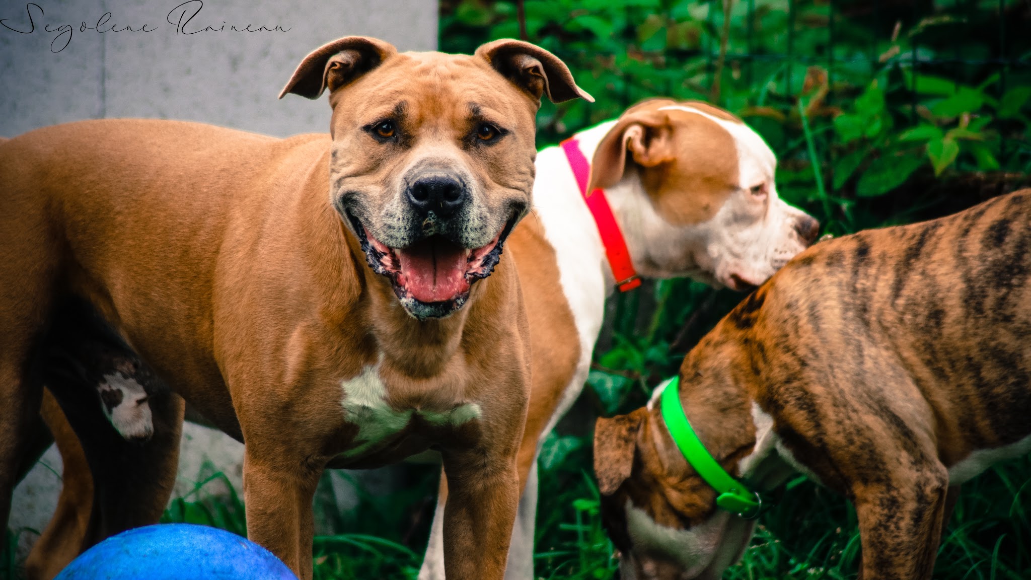 BLUE DOG — photo