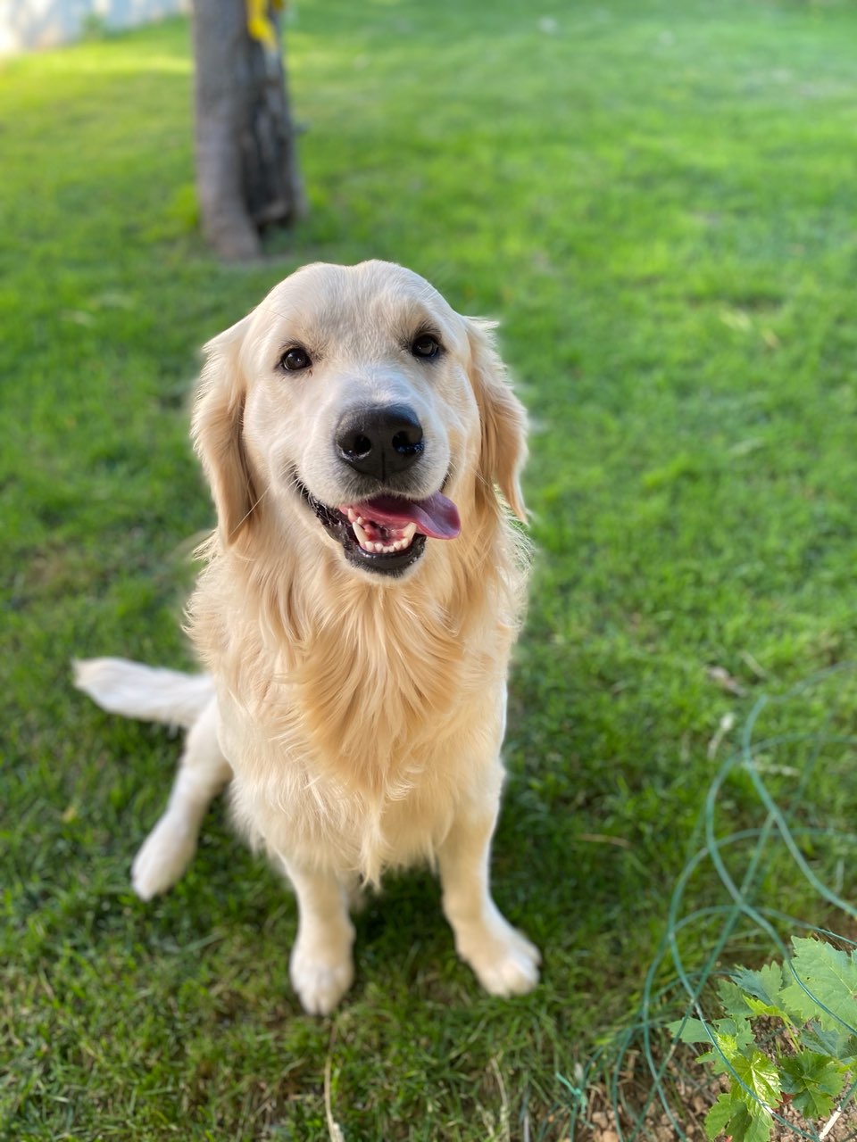 La Rivière d'Opale - Elevage & Pension canine — photo