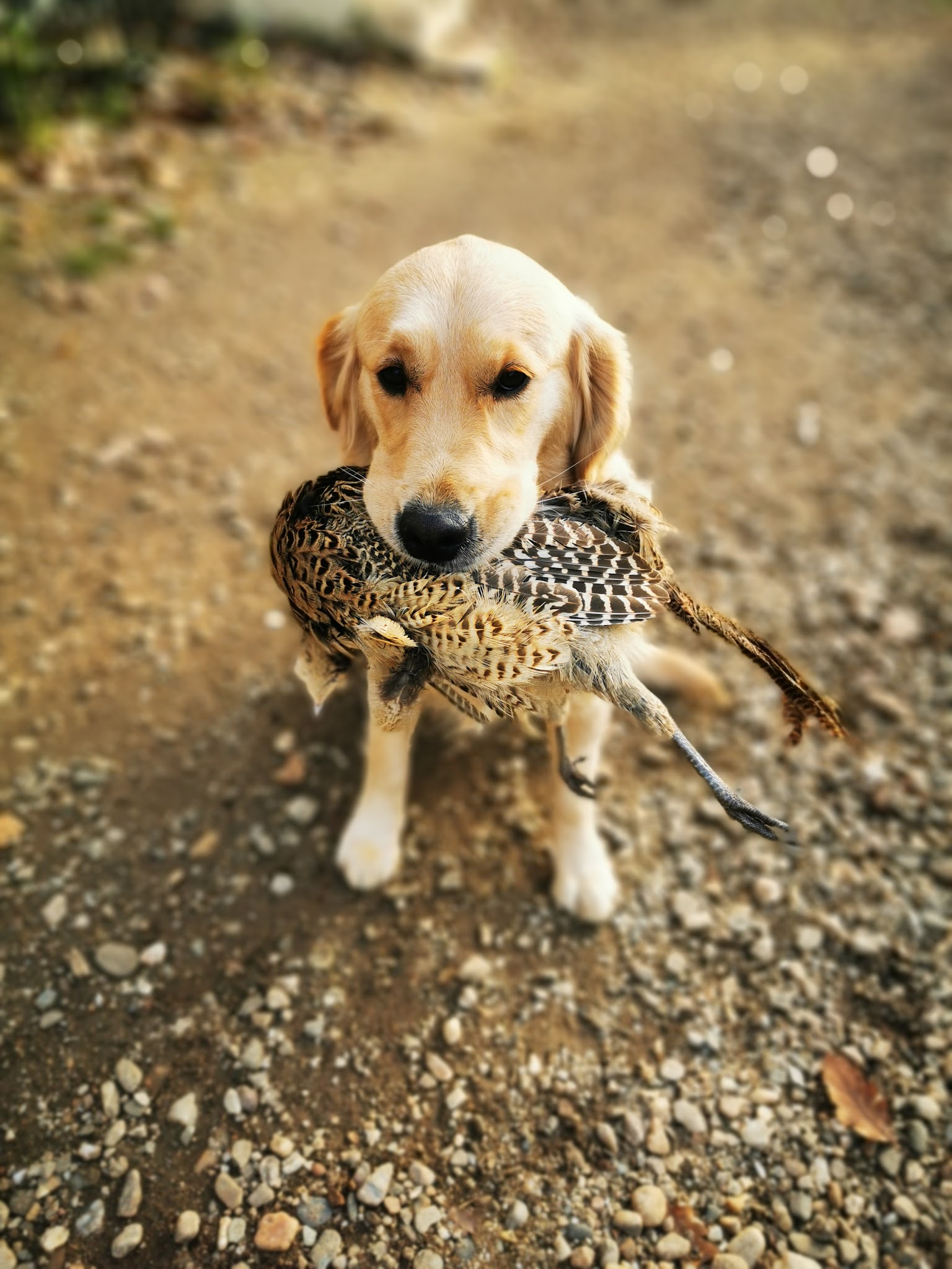 La Rivière d'Opale - Elevage & Pension canine — photo
