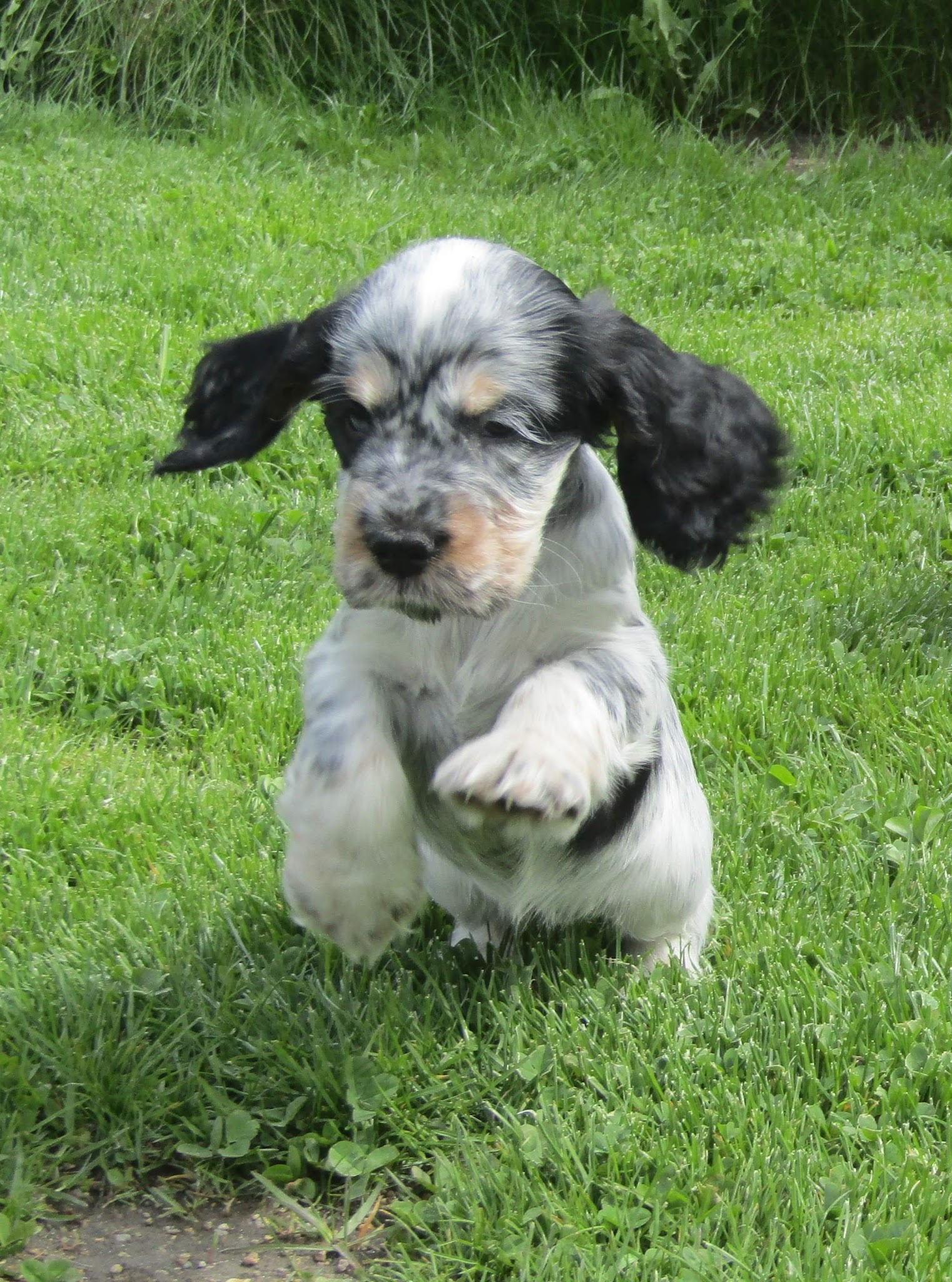 La Rivière d'Opale - Elevage & Pension canine — photo