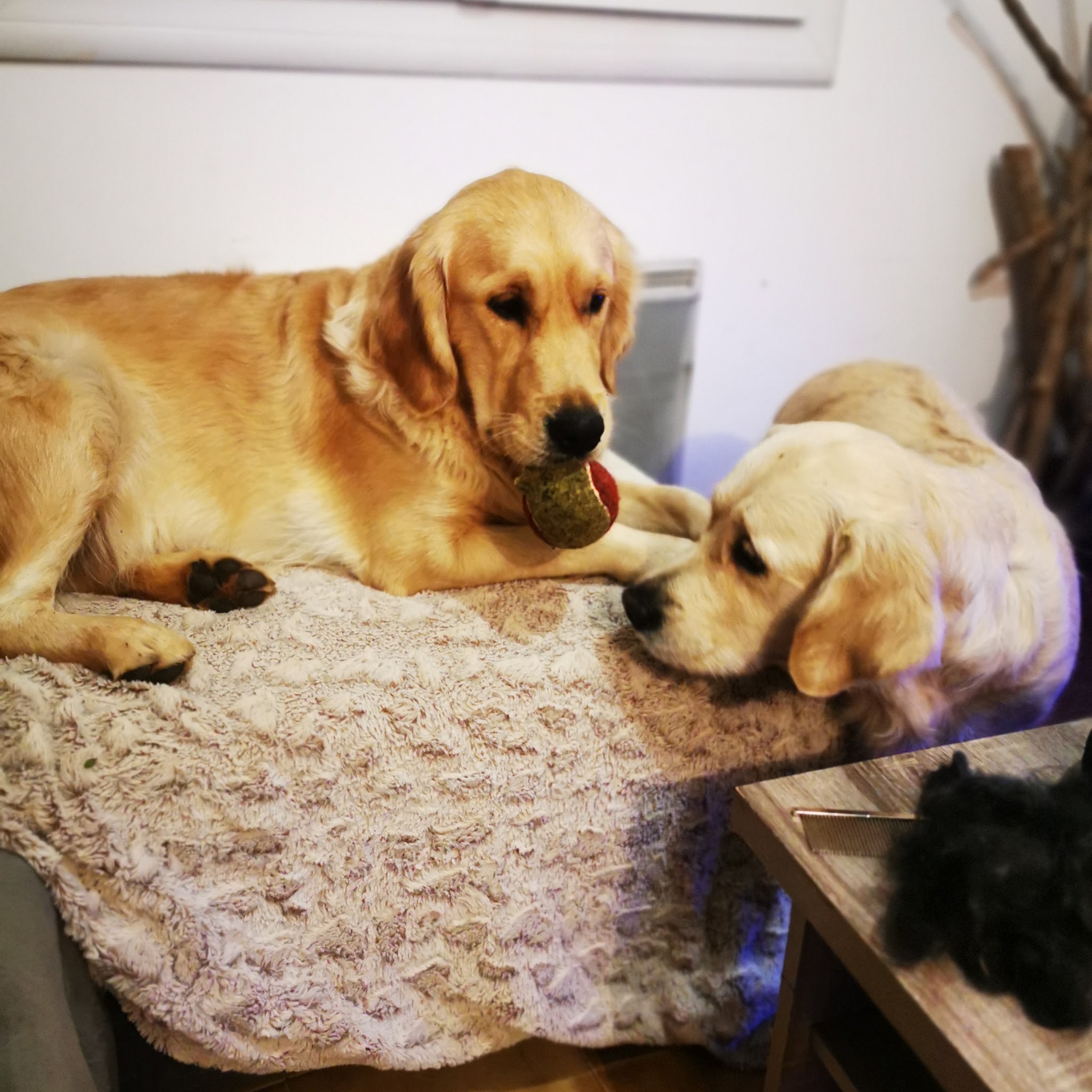 La Rivière d'Opale - Elevage & Pension canine — photo
