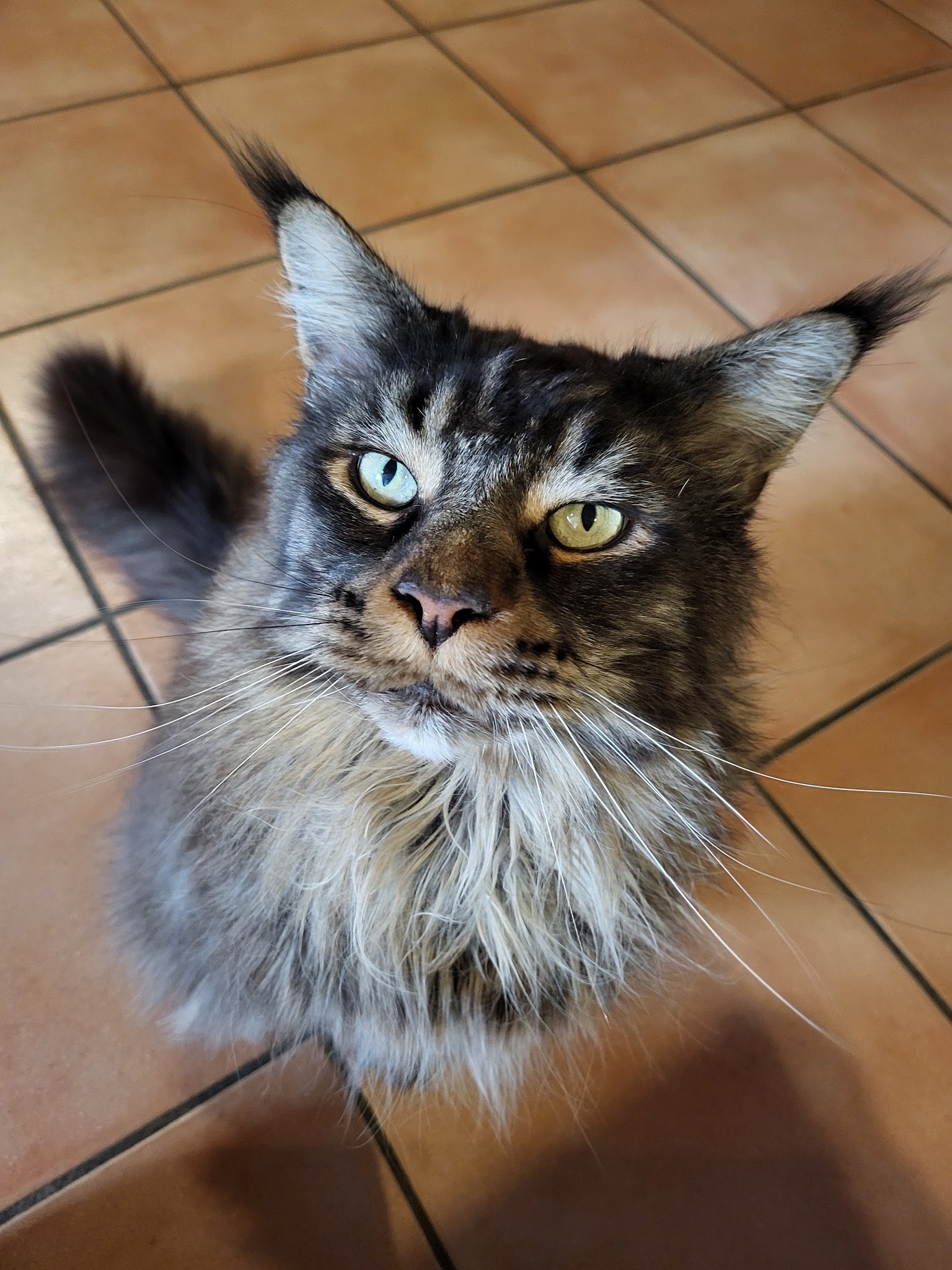 Sylvie, Nounou Pour Animaux — photo