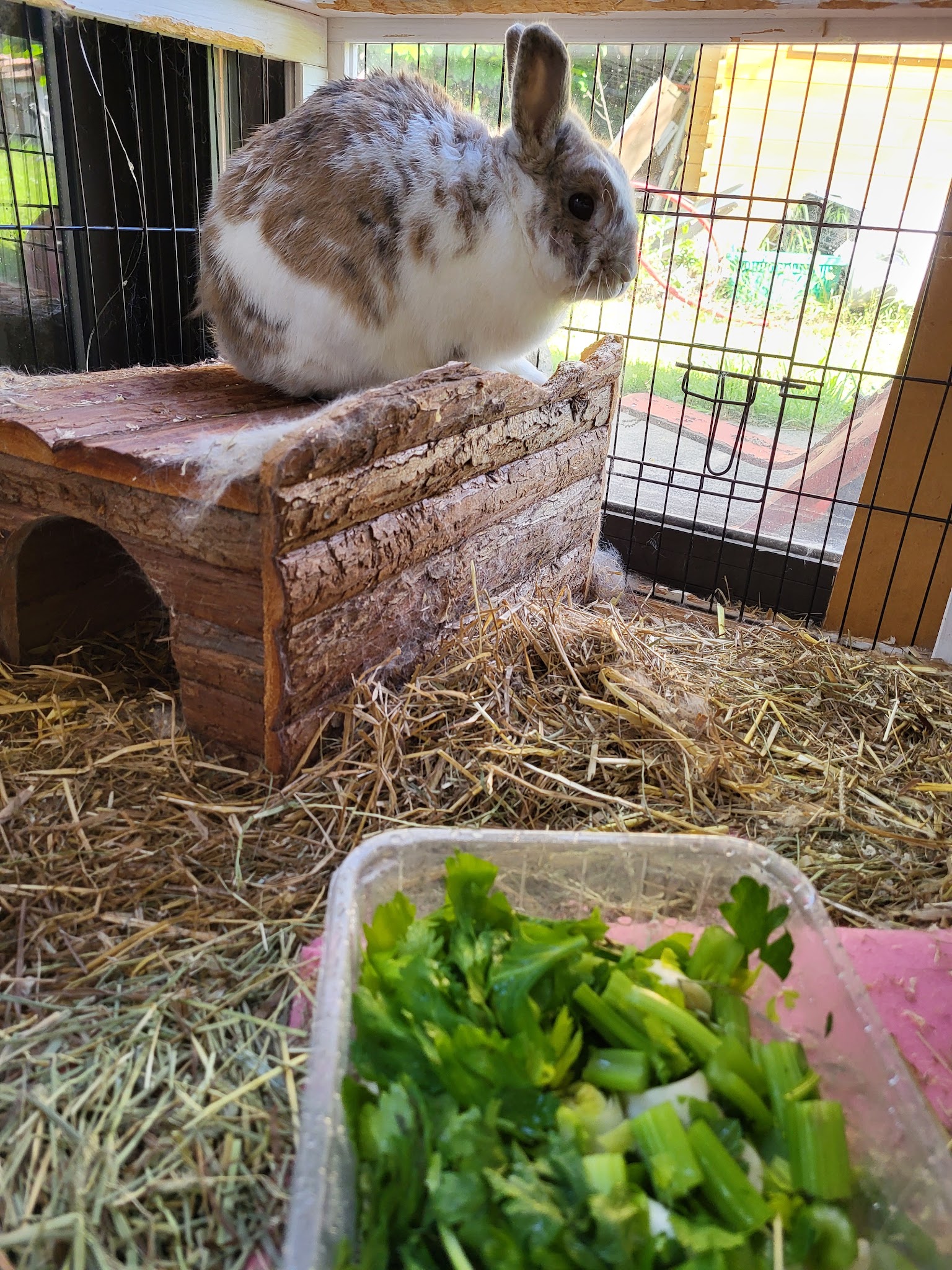 Sylvie, Nounou Pour Animaux — photo