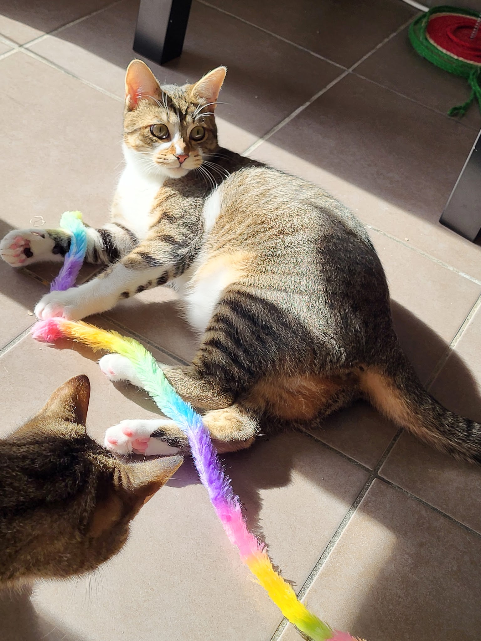 Sylvie, Nounou Pour Animaux — photo