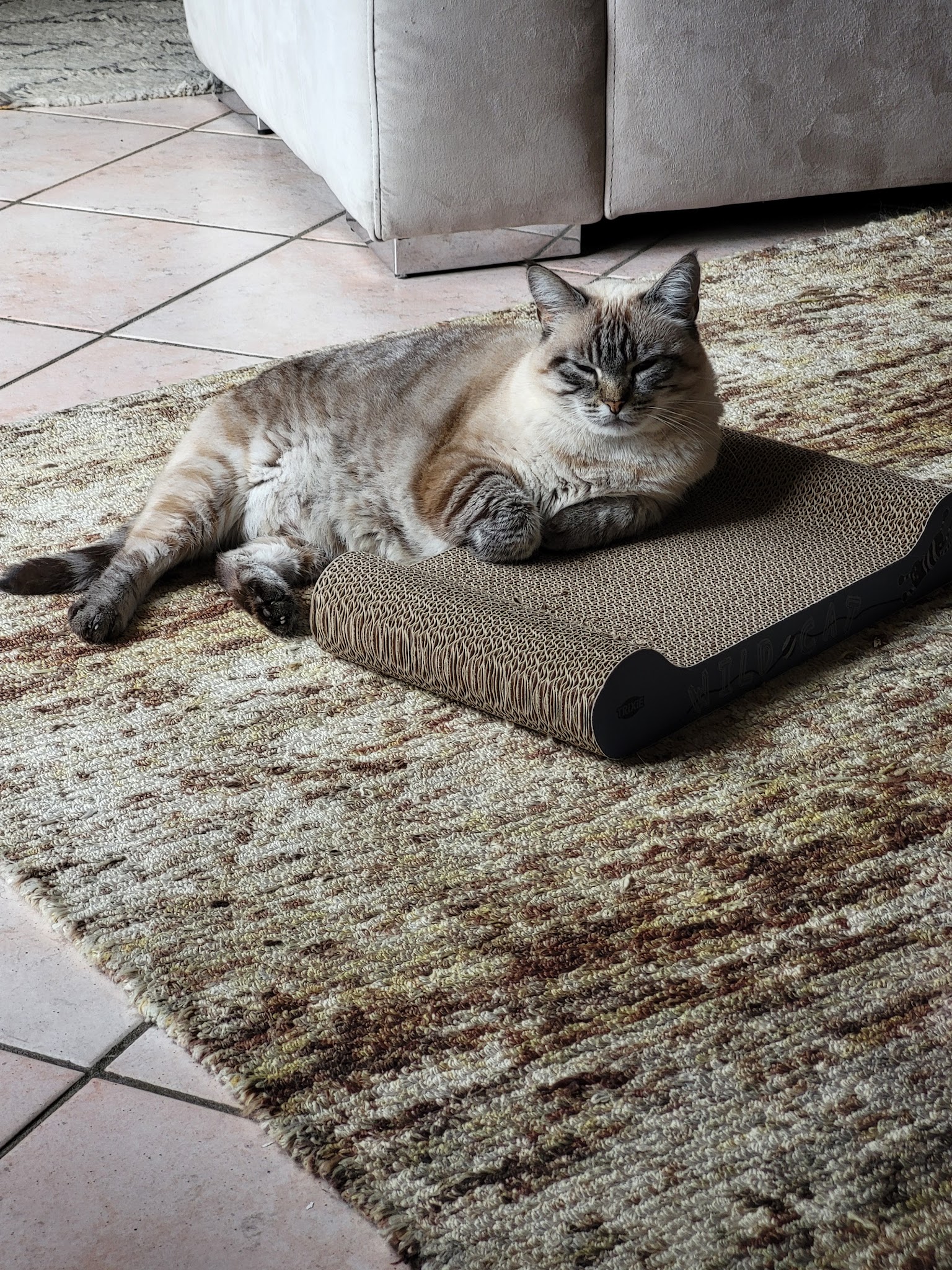 Sylvie, Nounou Pour Animaux — photo