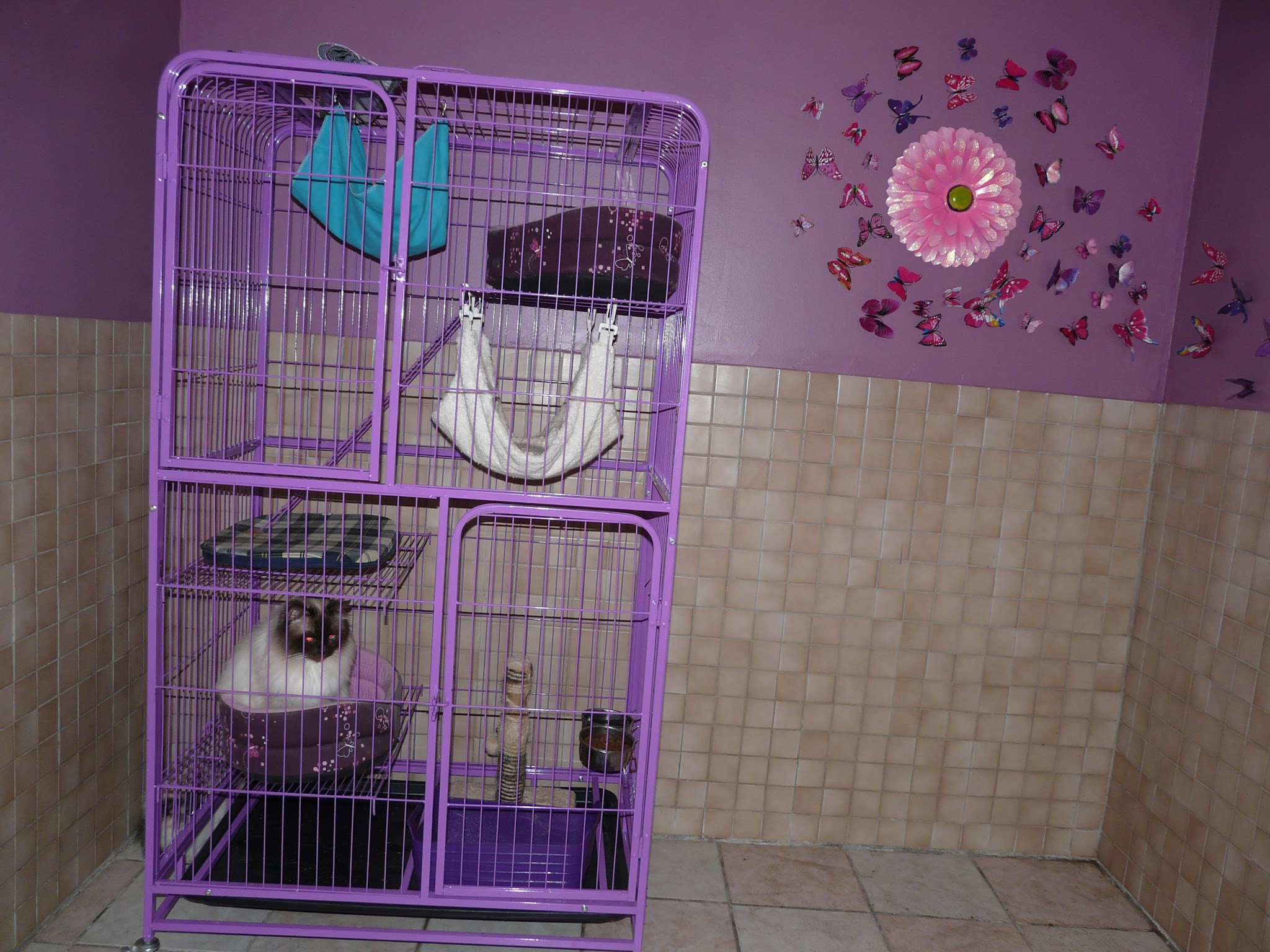 P&P Pension Chien-Chat — photo