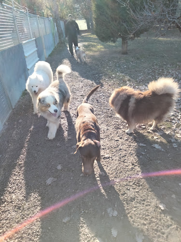 Entre Chiens Et Chats
