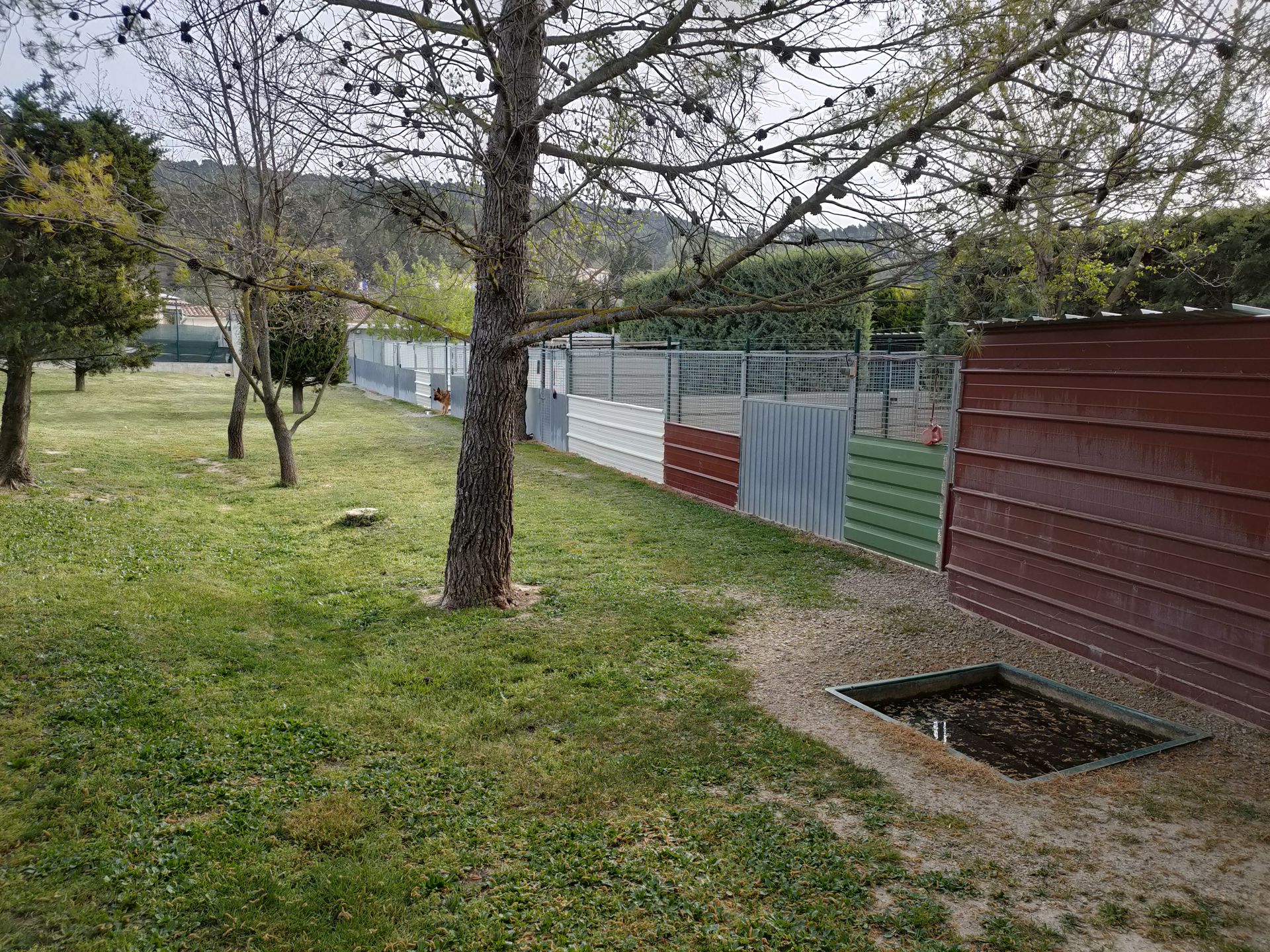 Entre Chiens Et Chats — photo