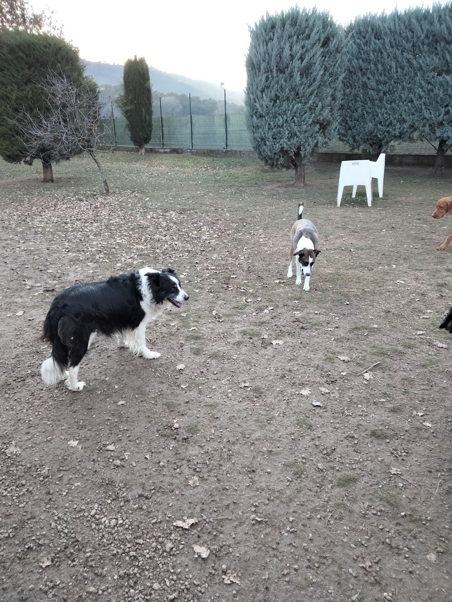 Entre Chiens Et Chats — photo