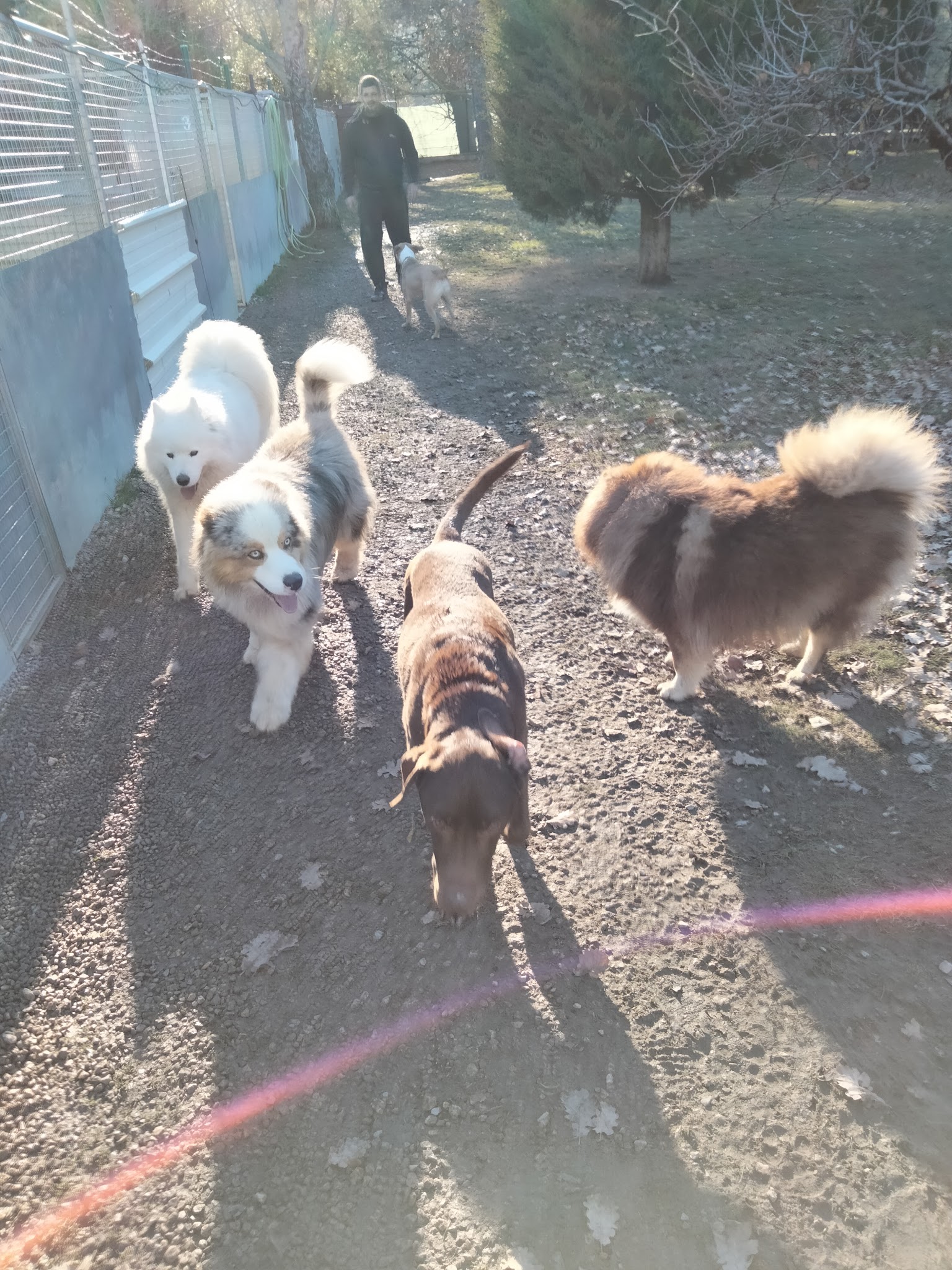 Entre Chiens Et Chats — photo