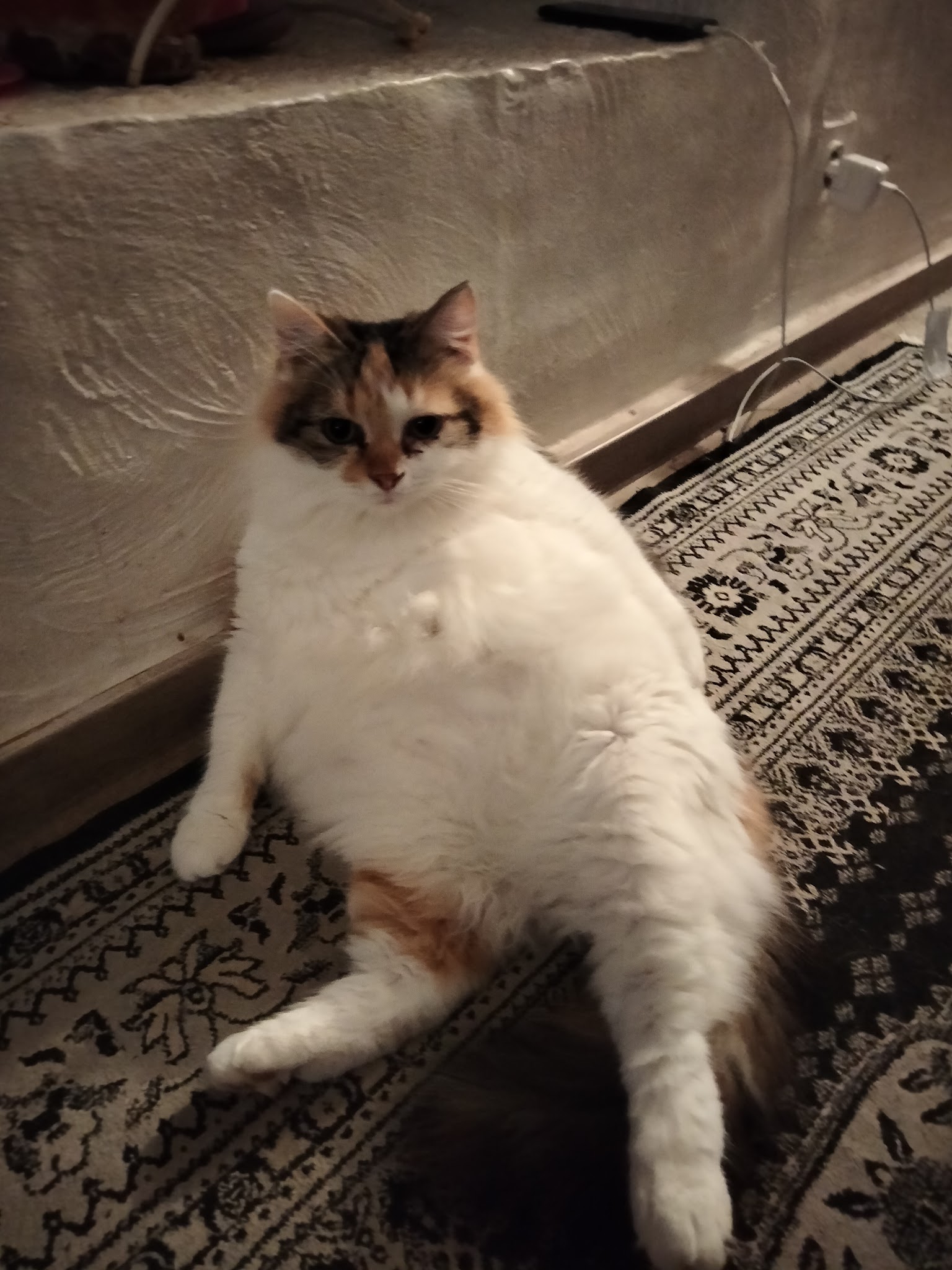 Entre Chiens Et Chats — photo