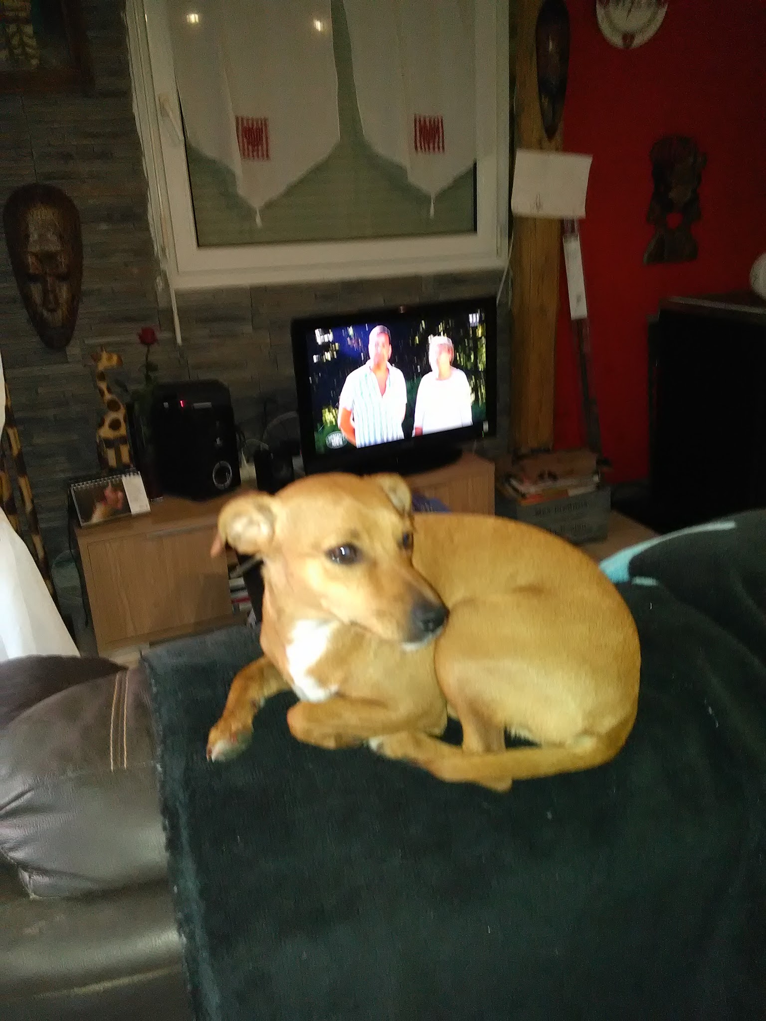 Pension Canine , Cupidog & Cie — photo