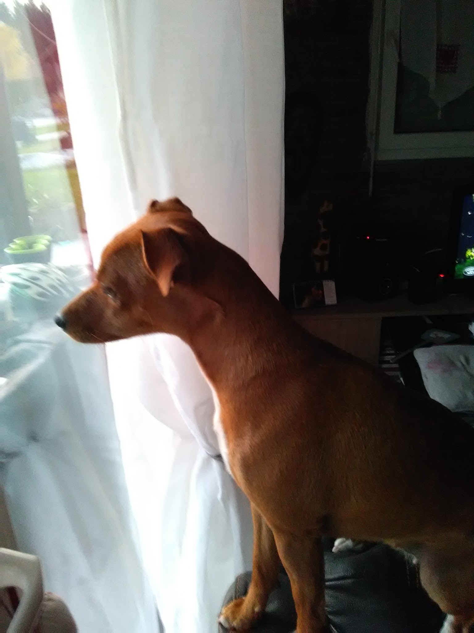 Pension Canine , Cupidog & Cie — photo