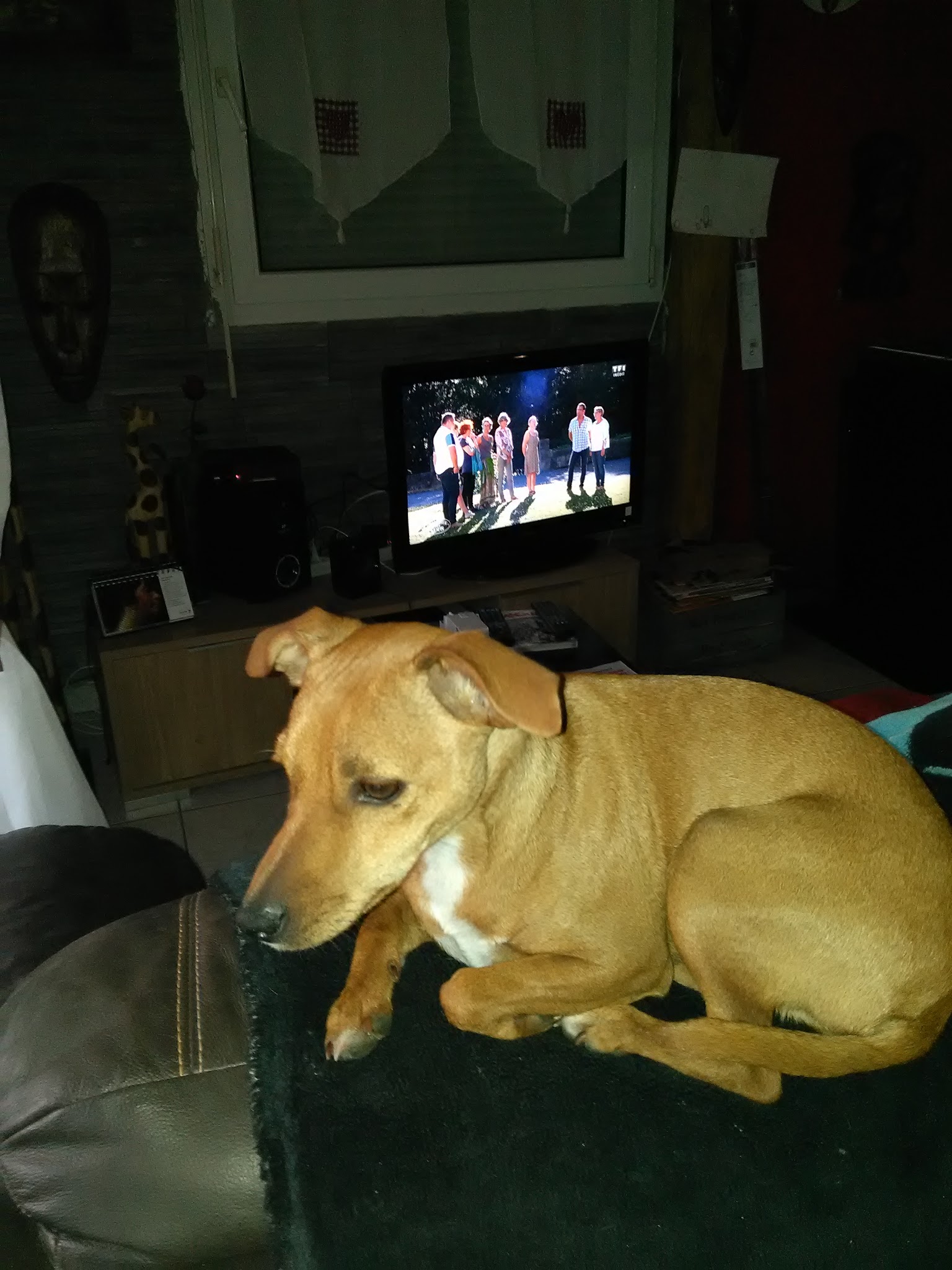 Pension Canine , Cupidog & Cie — photo