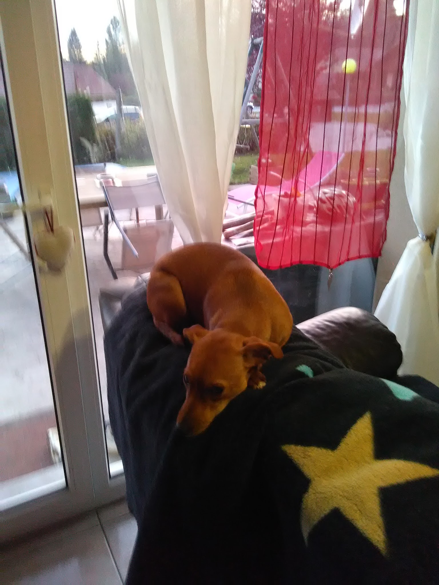 Pension Canine , Cupidog & Cie — photo