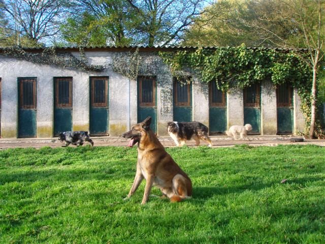 Pension canine et féline de Bizy — photo