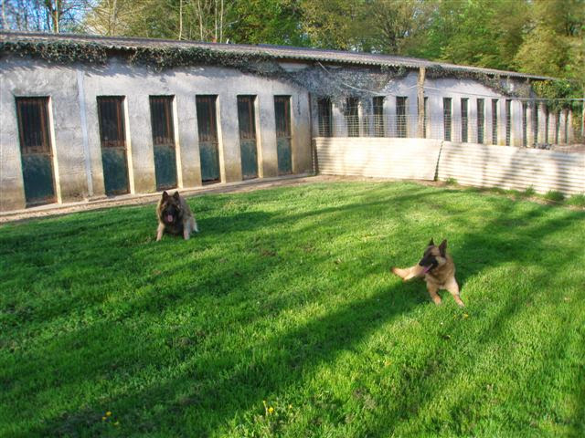 Pension canine et féline de Bizy
