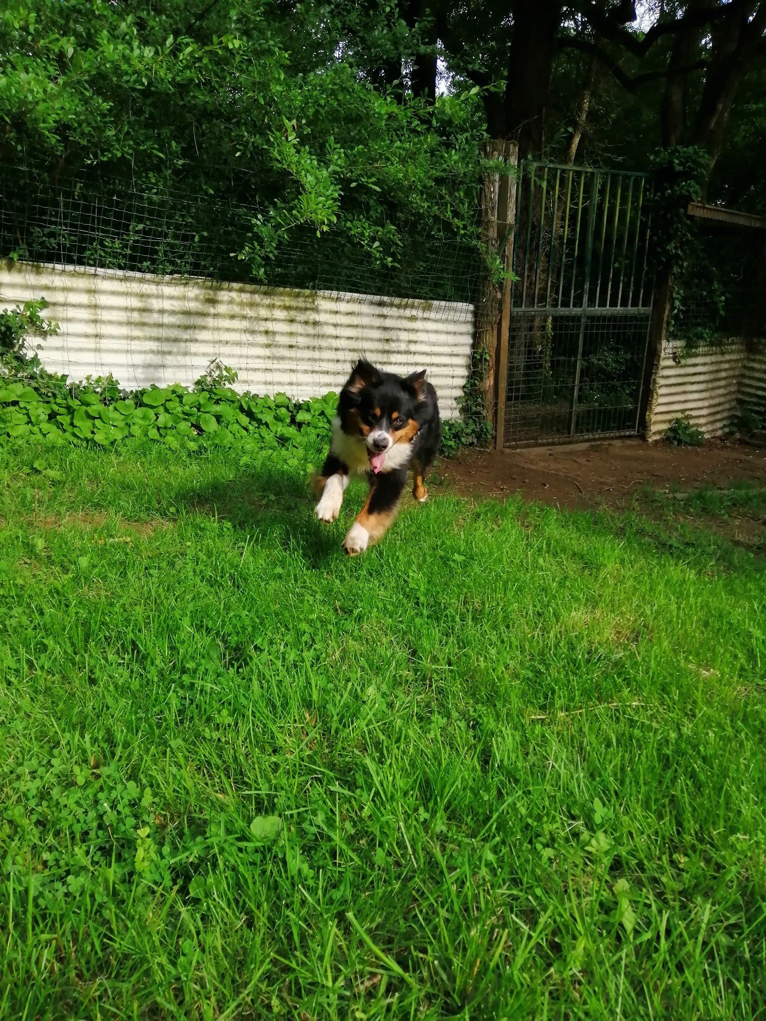 Pension canine et féline de Bizy — photo