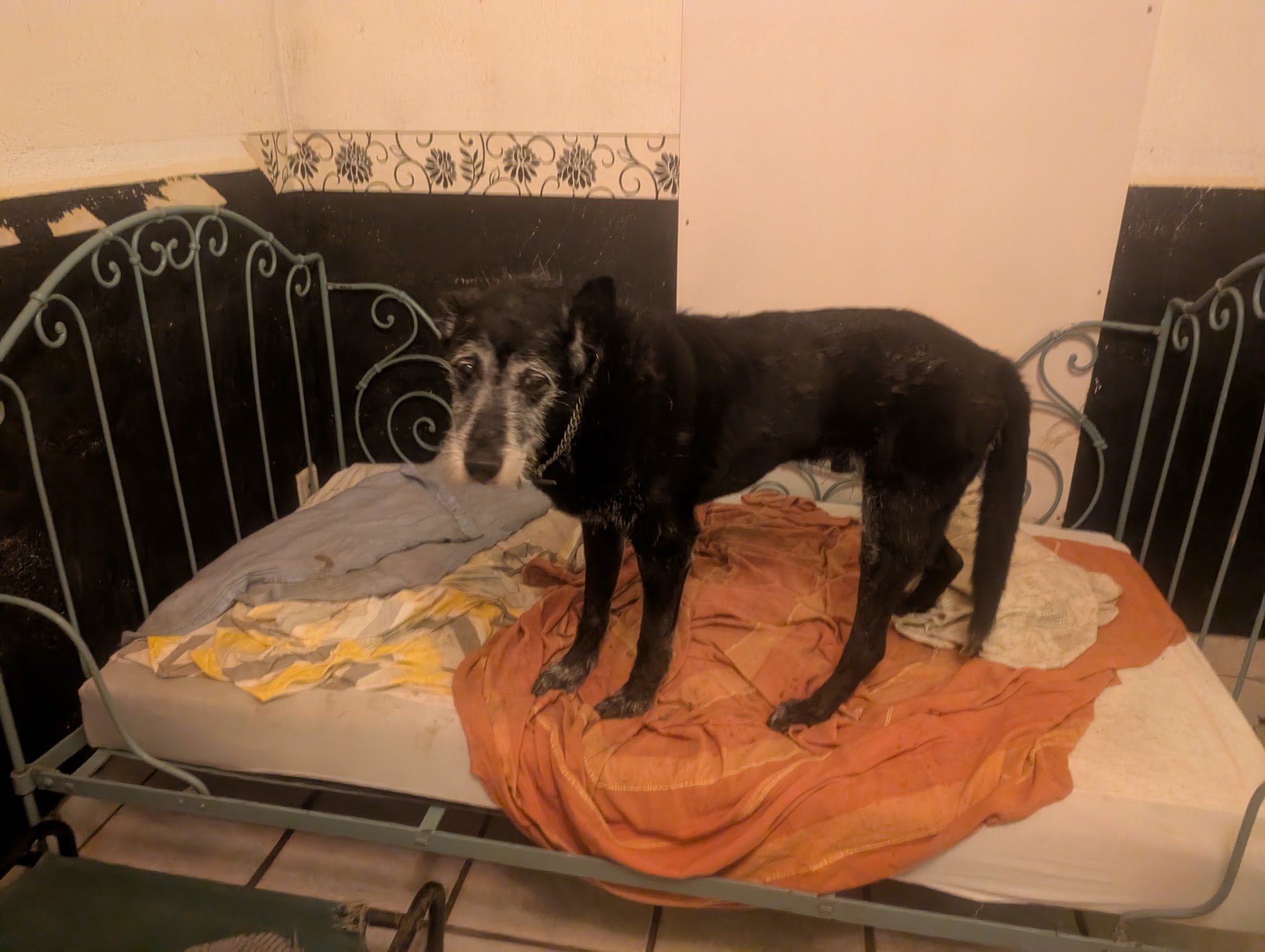 Animaux Garderie 87 — photo