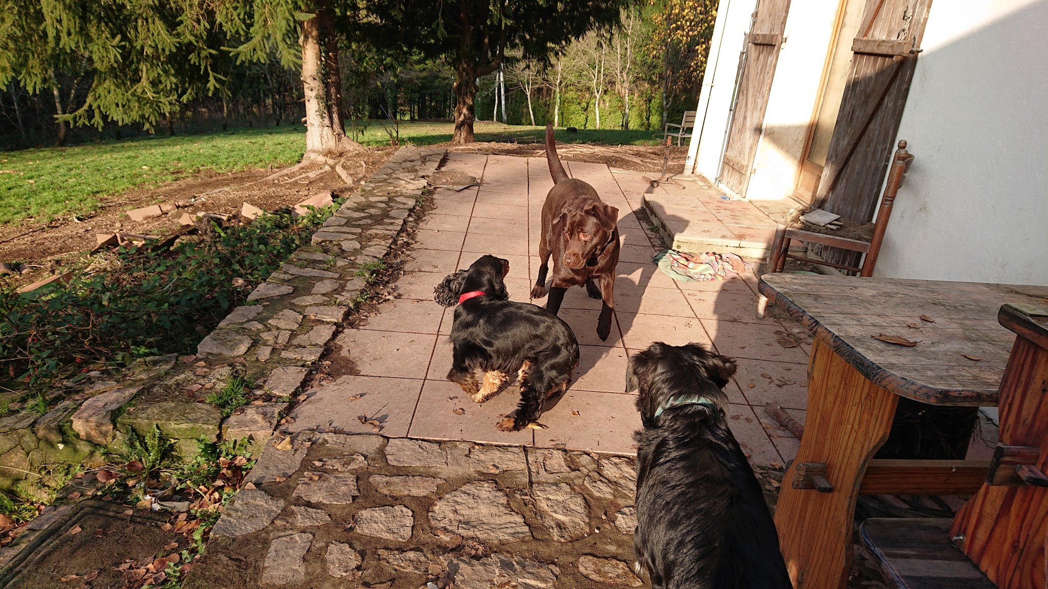 Animaux Garderie 87 — photo